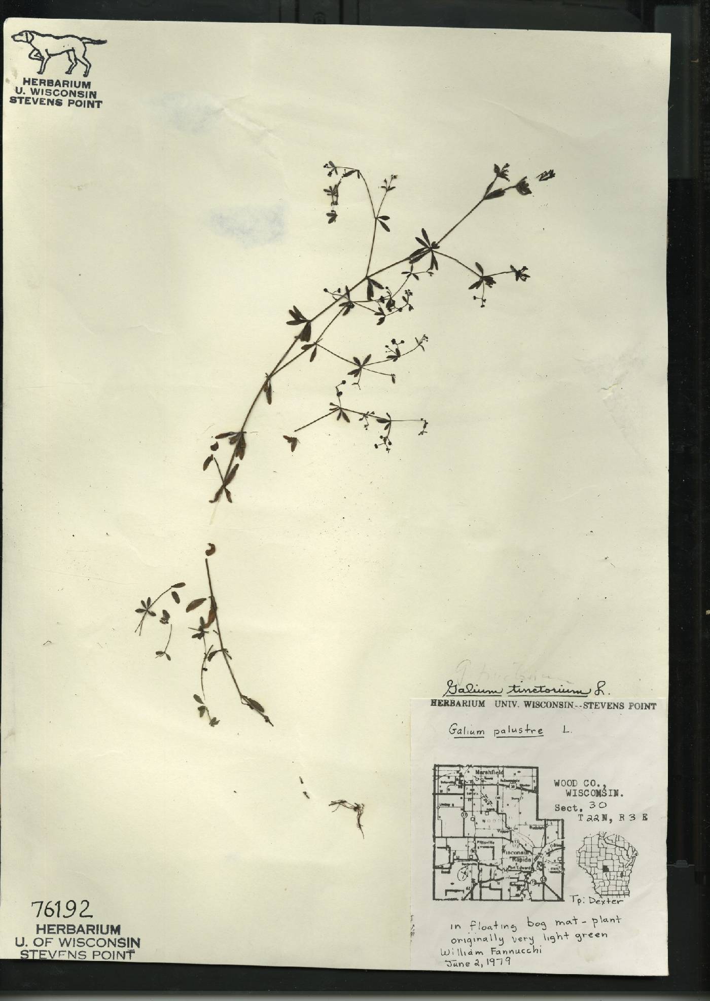 Galium tinctorium image