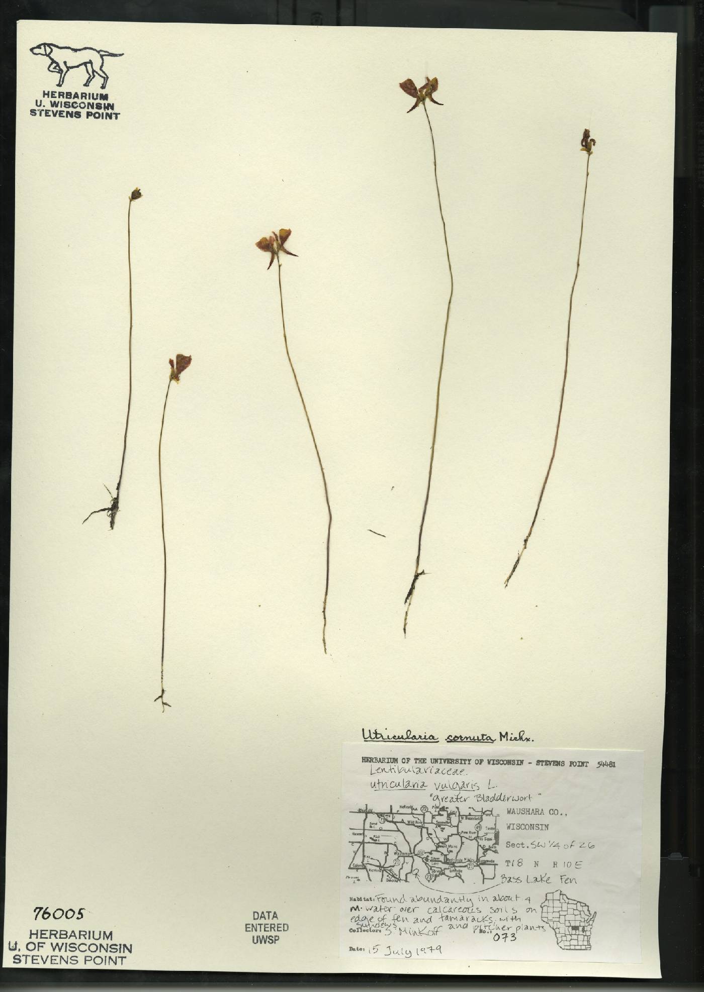 Utricularia cornuta image