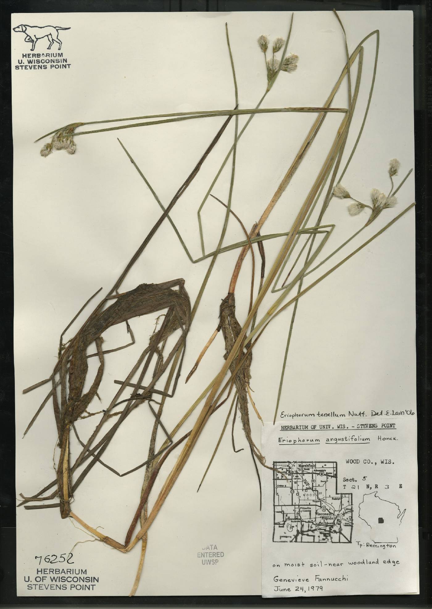 Eriophorum tenellum image