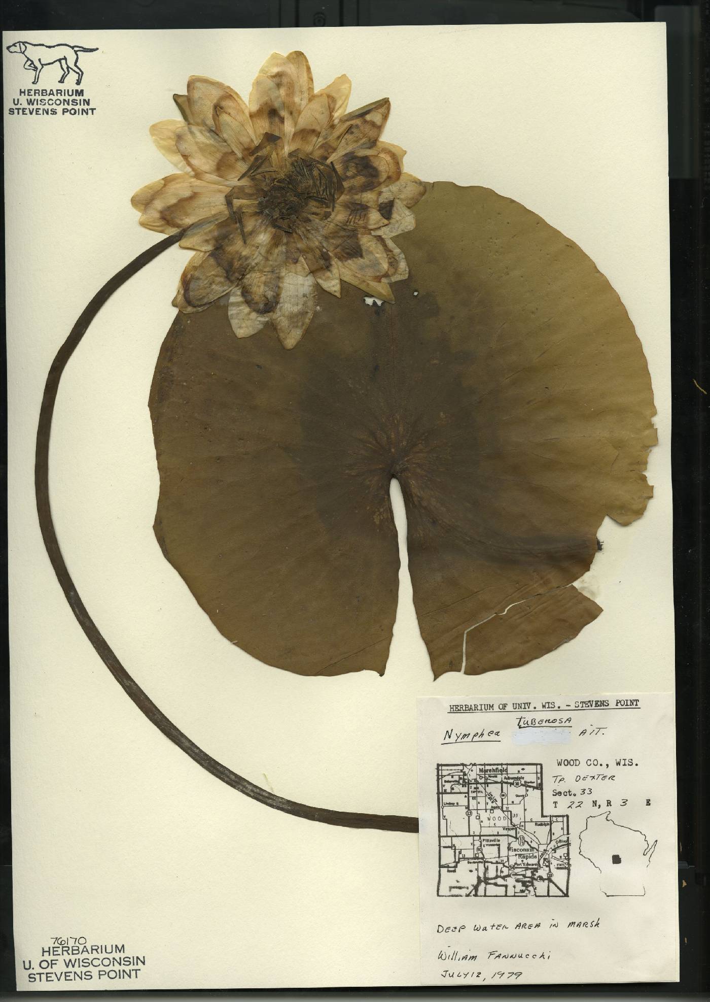 Nymphaea odorata subsp. tuberosa image