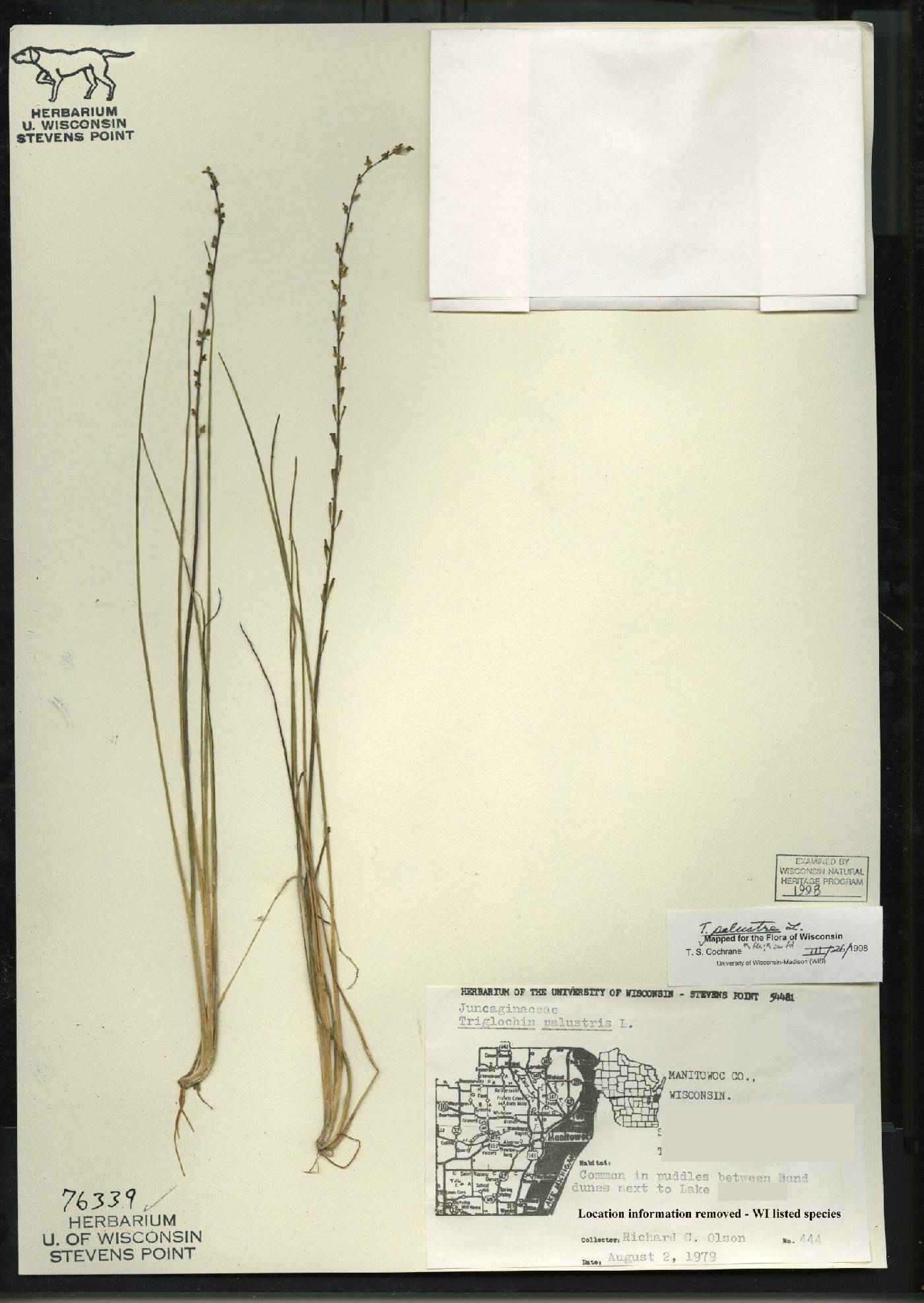 Triglochin palustris image