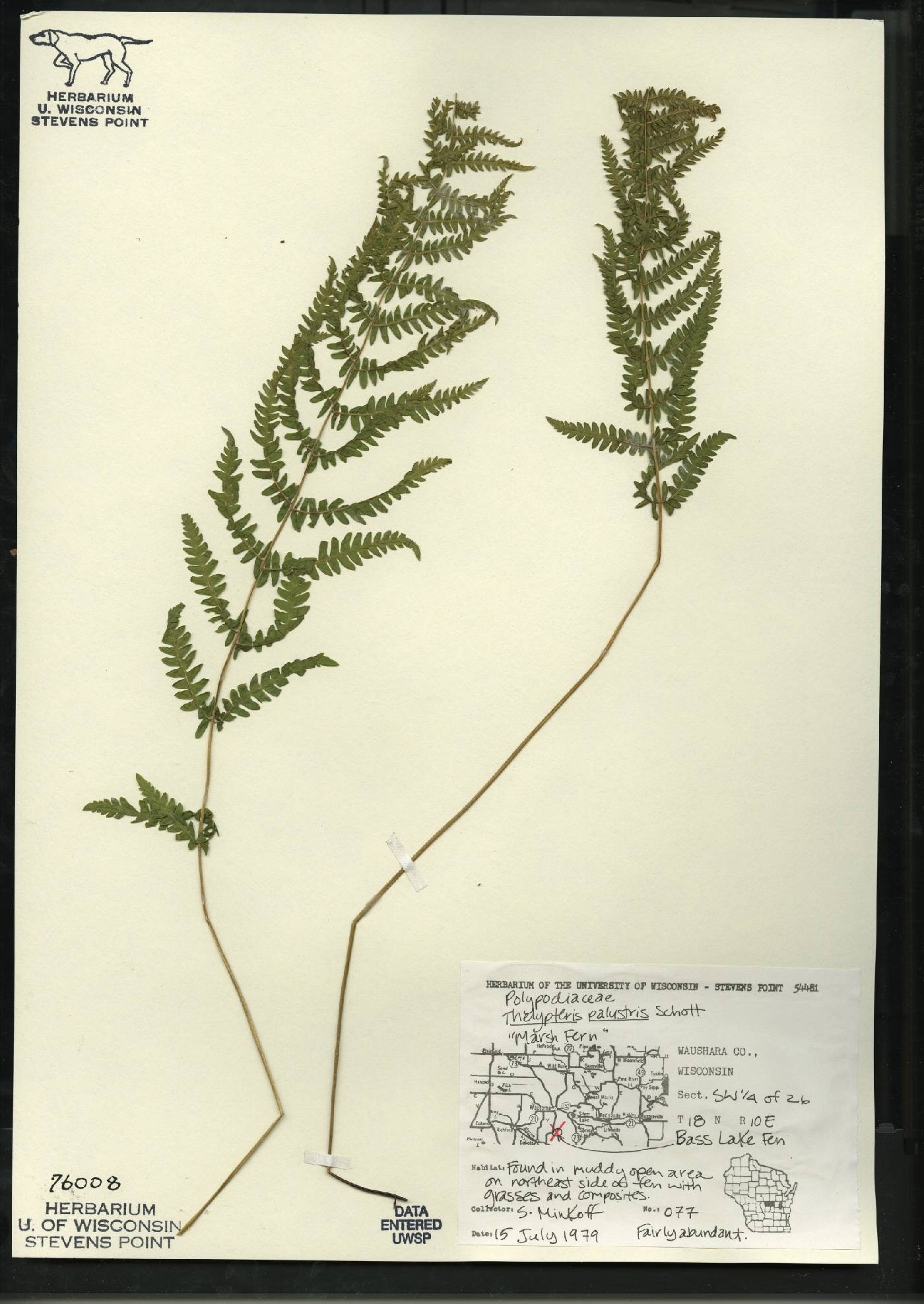 Thelypteris palustris var. pubescens image