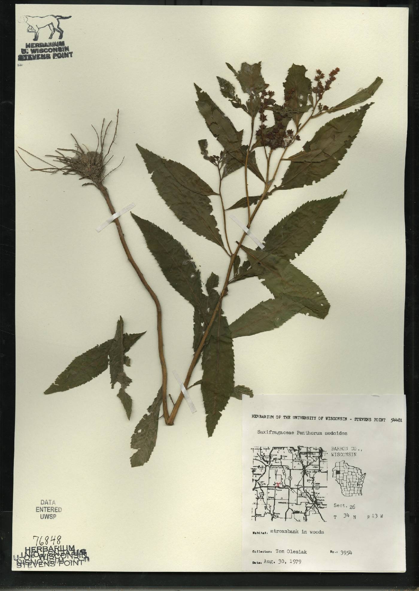 Penthorum sedoides image