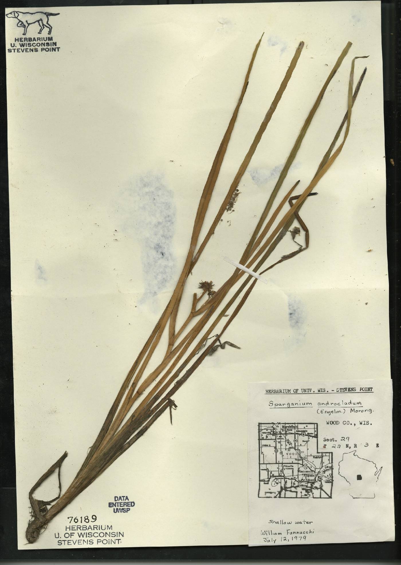 Sparganium androcladum image