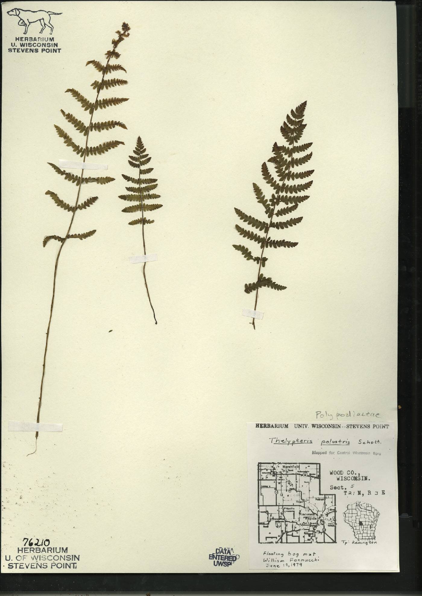 Thelypteris palustris image