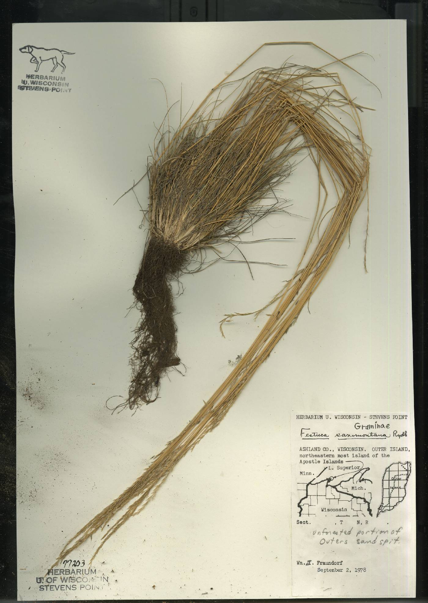 Festuca saximontana subsp. saximontana image