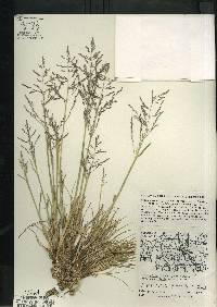 Image of Puccinellia distans subsp. borealis