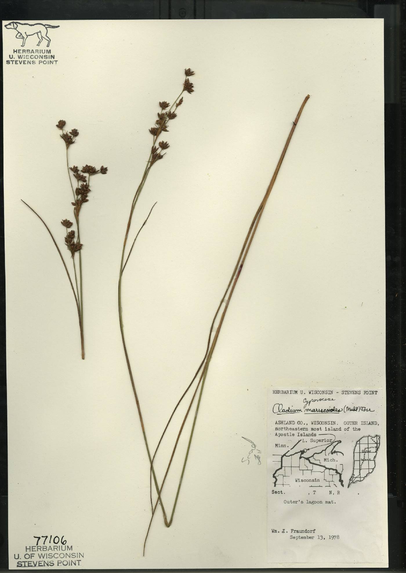 Cladium mariscoides image