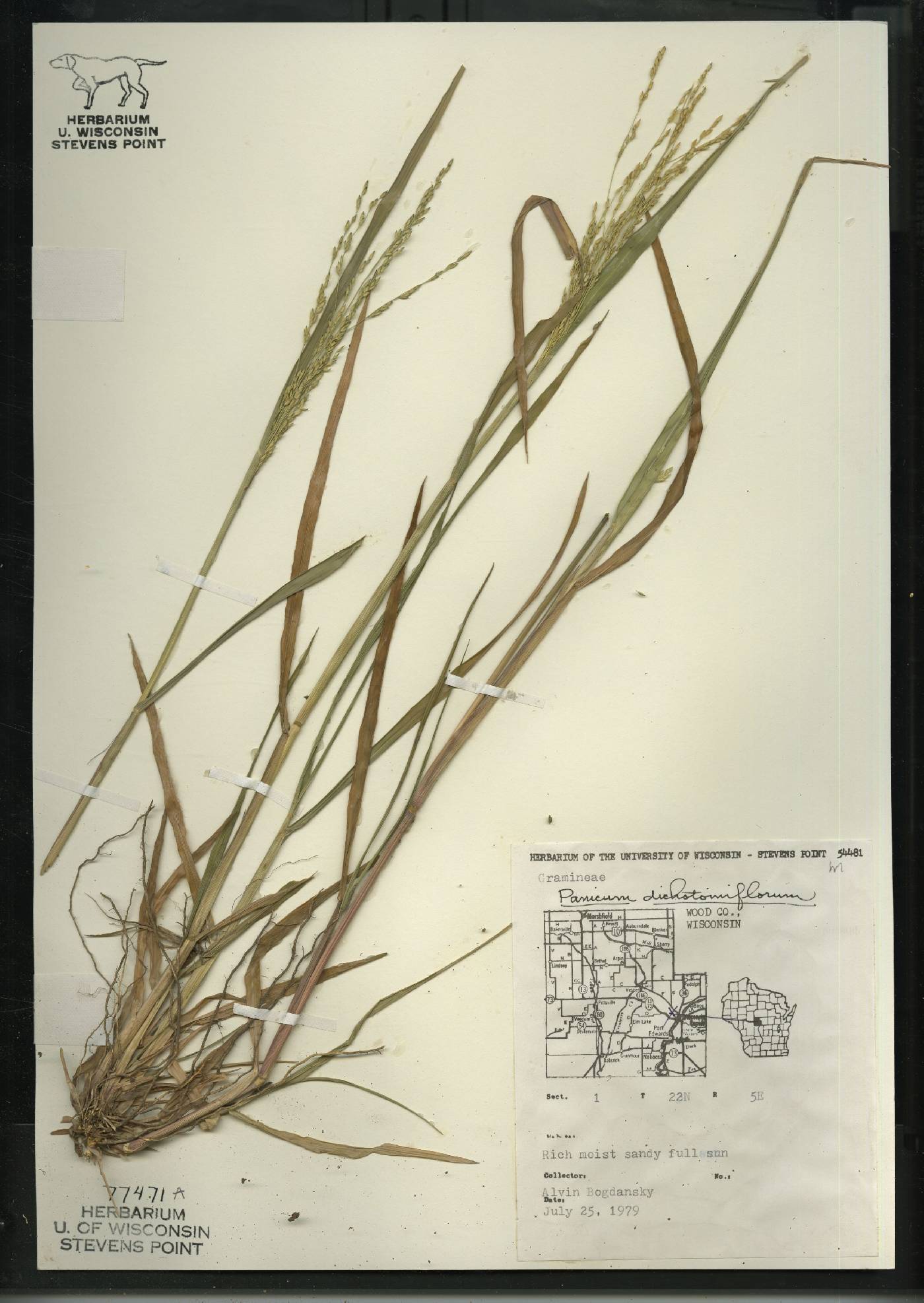Panicum dichotomiflorum subsp. dichotomiflorum image