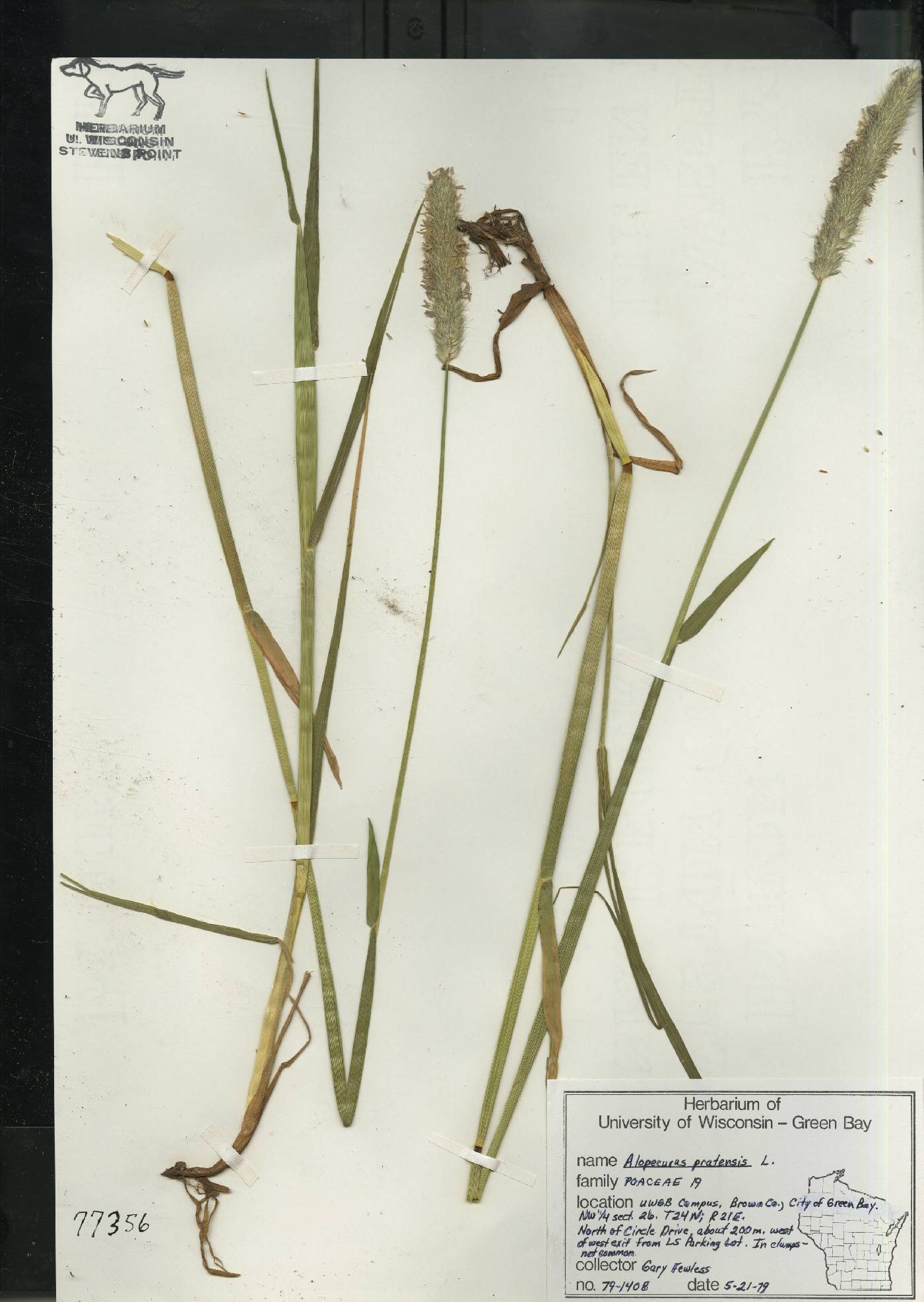 Alopecurus pratensis image