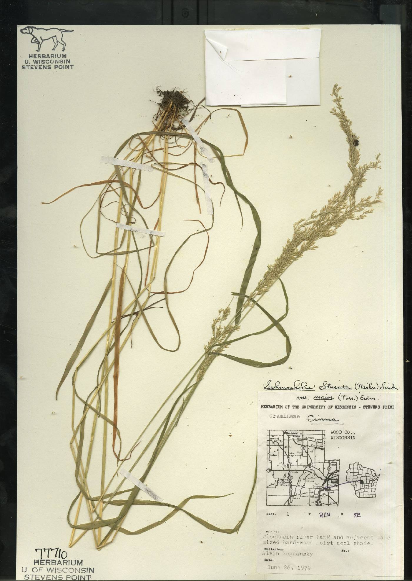 Sphenopholis intermedia image