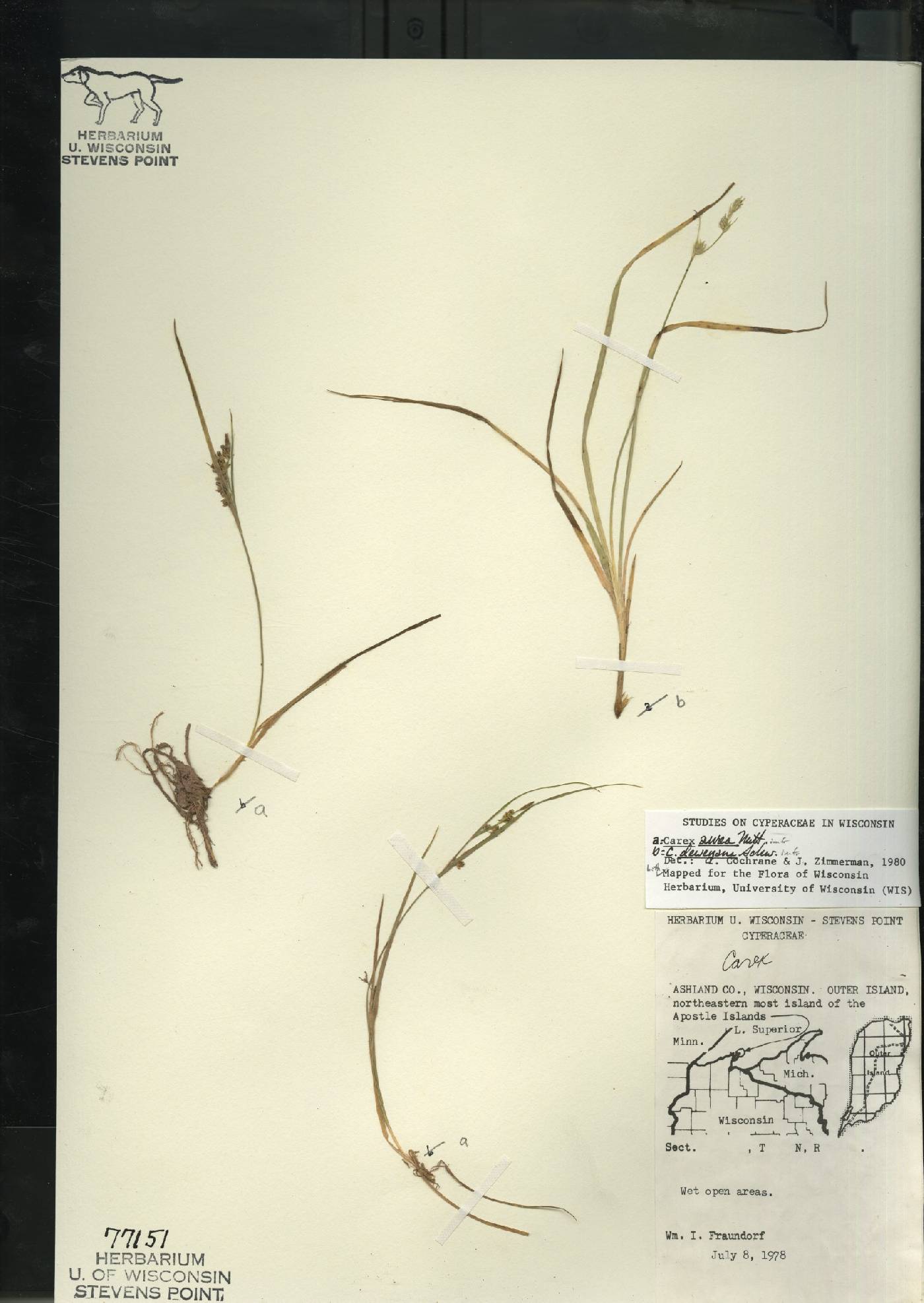 Carex aurea image