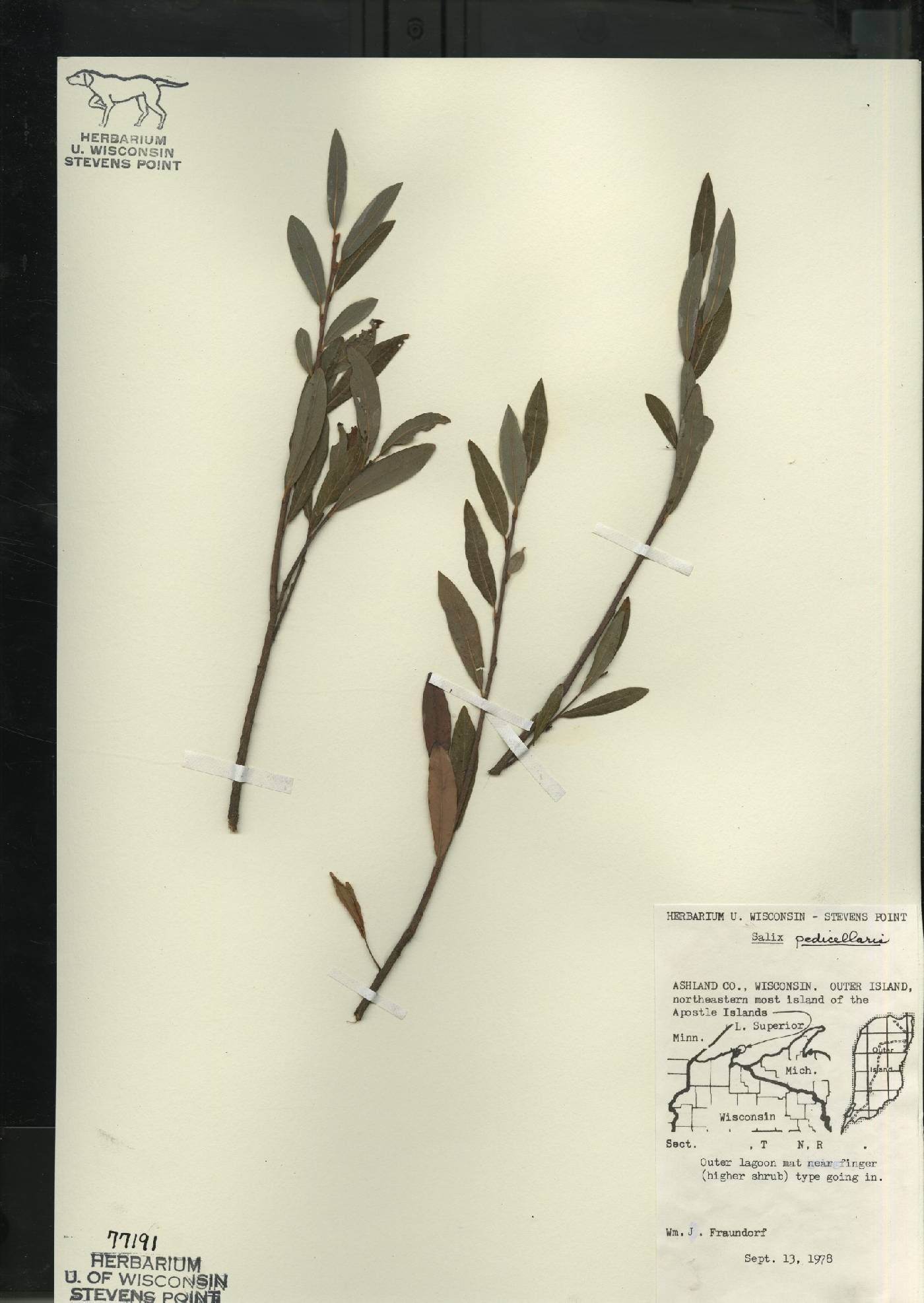 Salix pedicellaris image