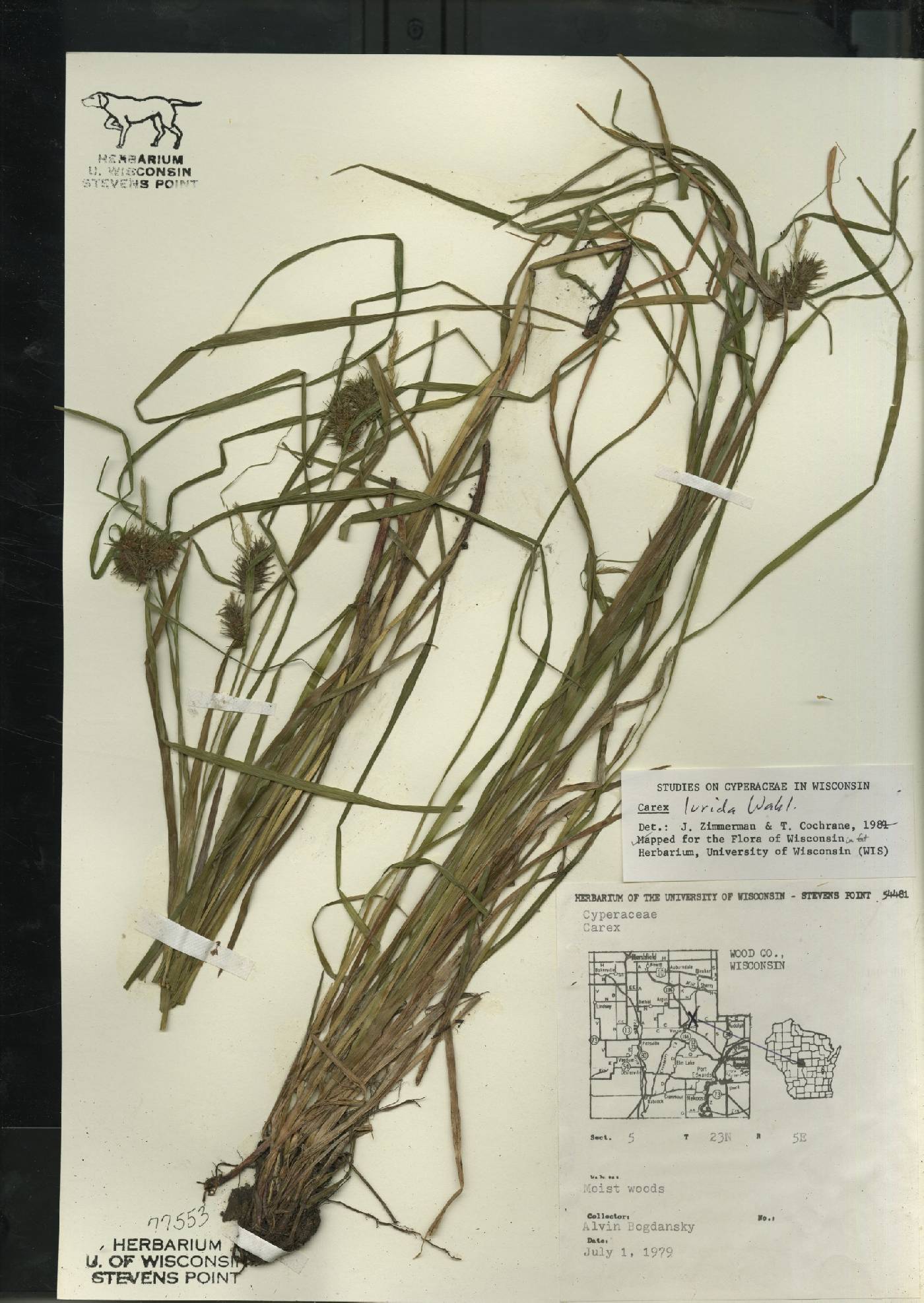 Carex lurida image