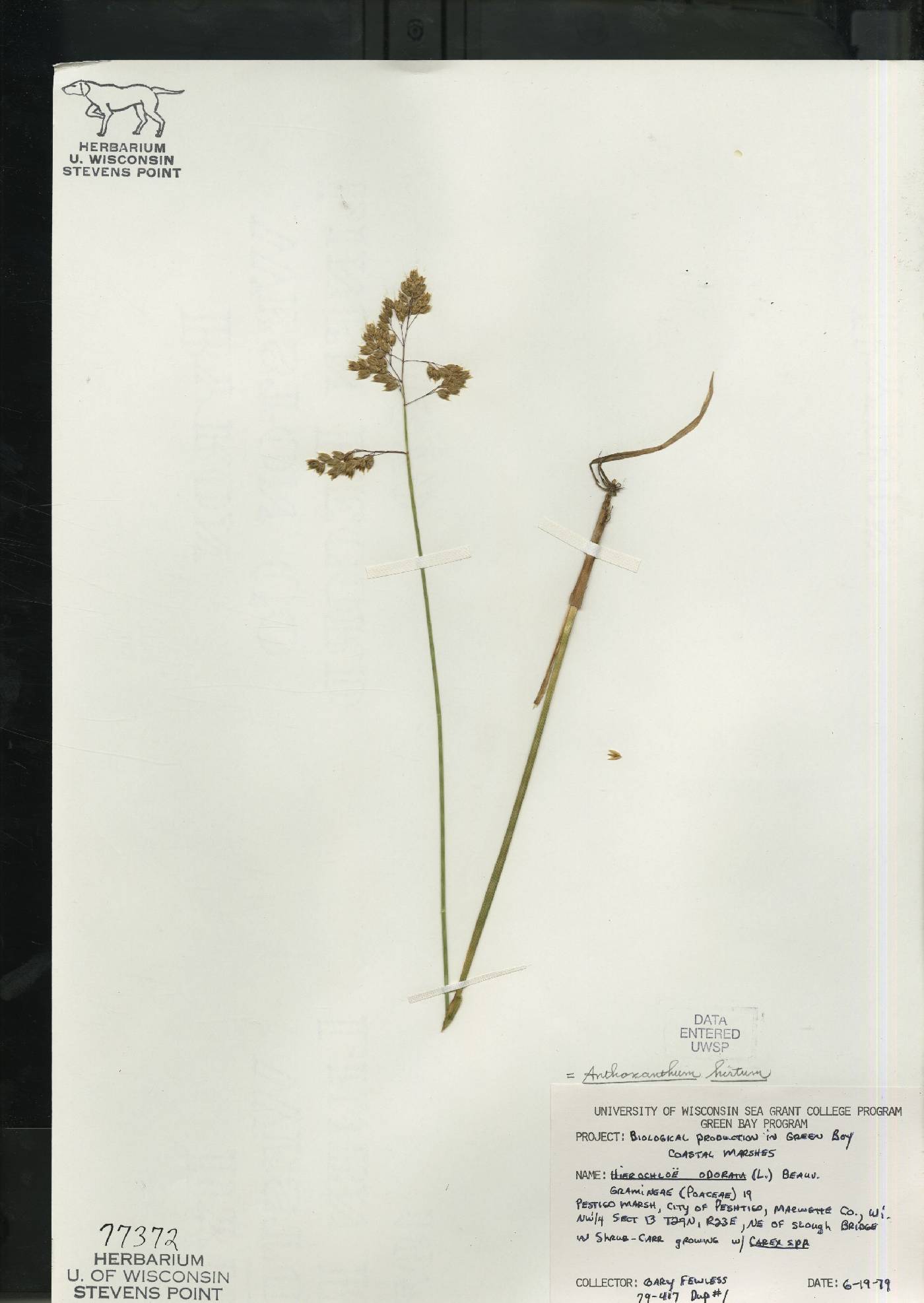 Anthoxanthum hirtum subsp. arcticum image