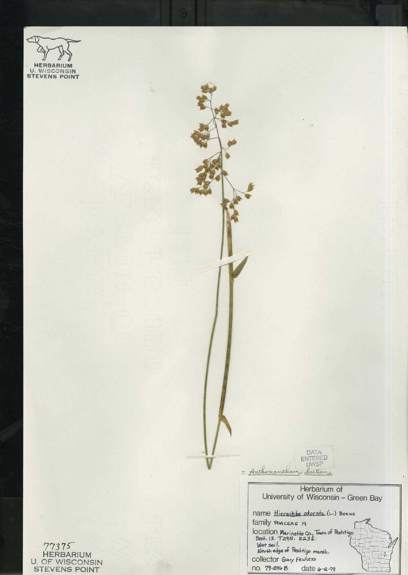 Anthoxanthum hirtum subsp. arcticum image