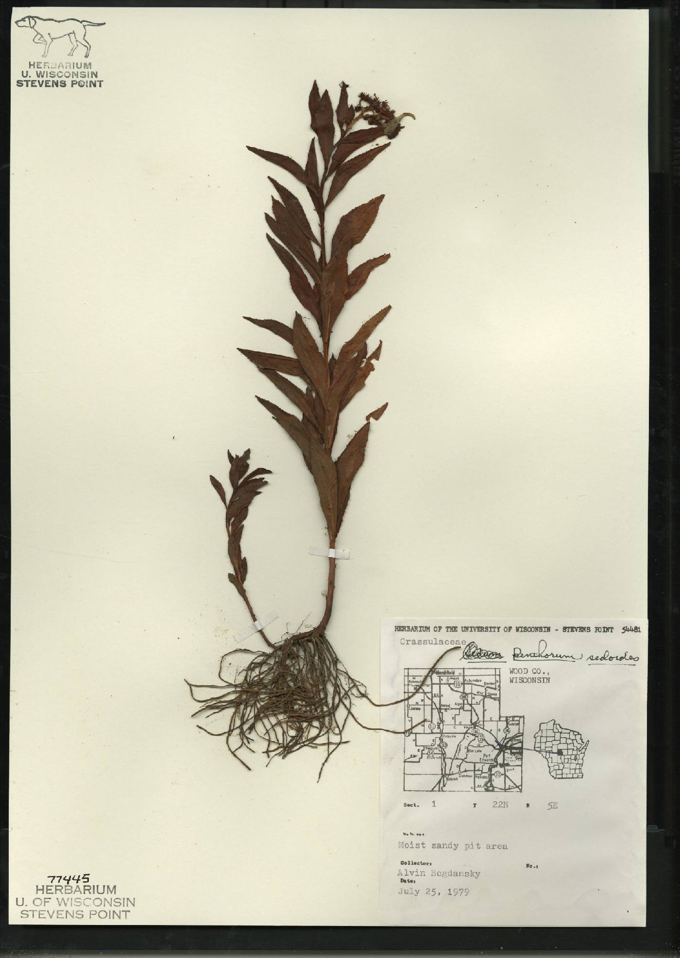 Penthorum sedoides image