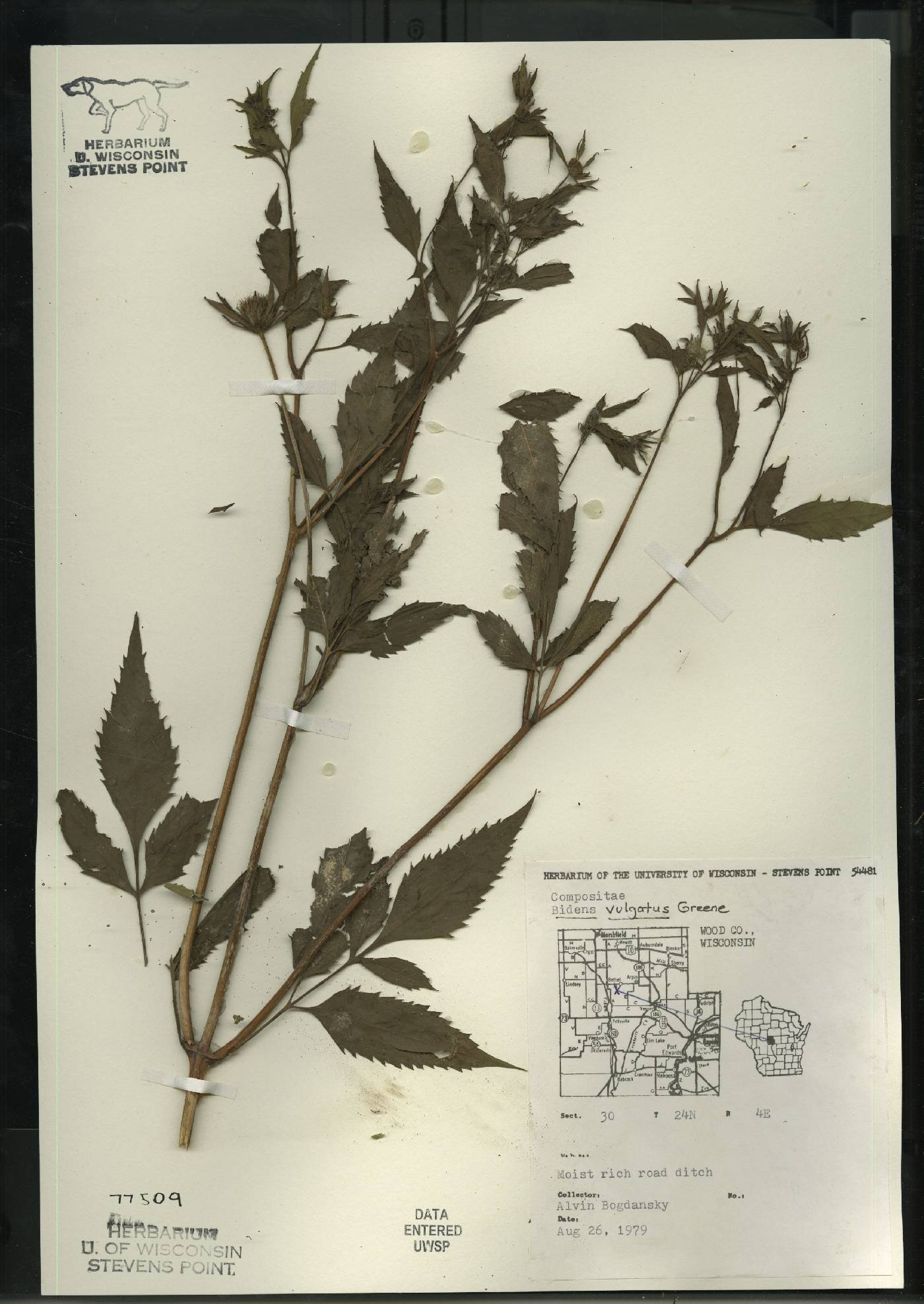 Bidens vulgata image