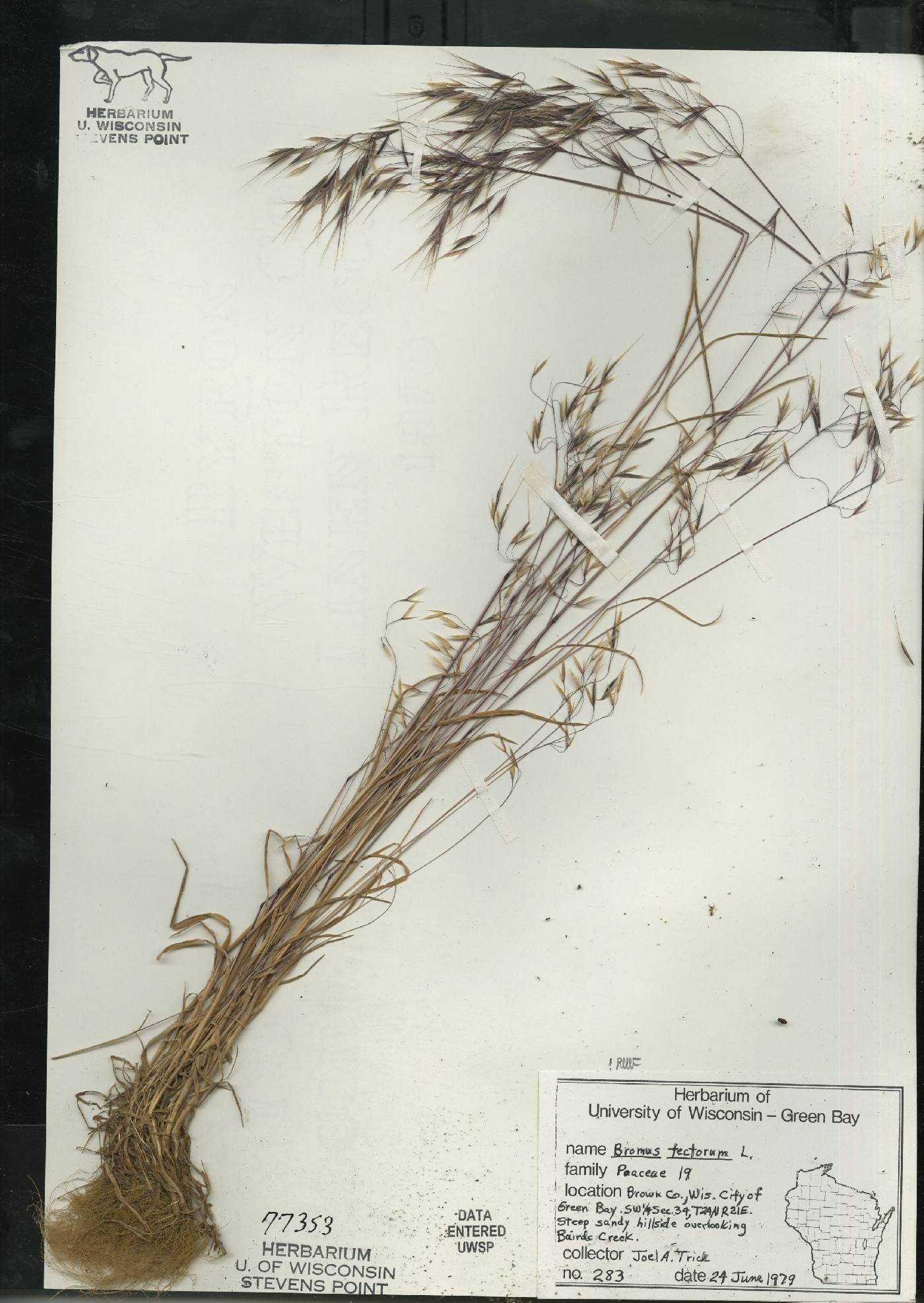 Bromus tectorum image