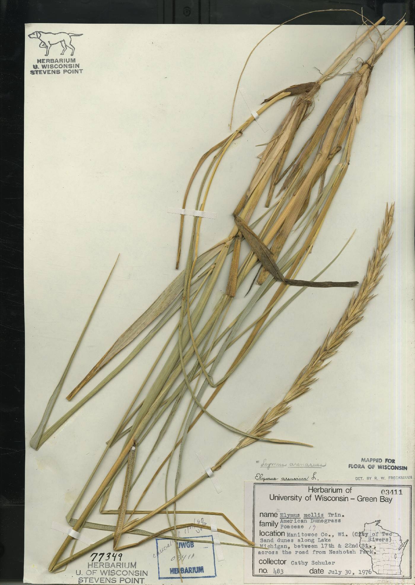 Leymus arenarius image