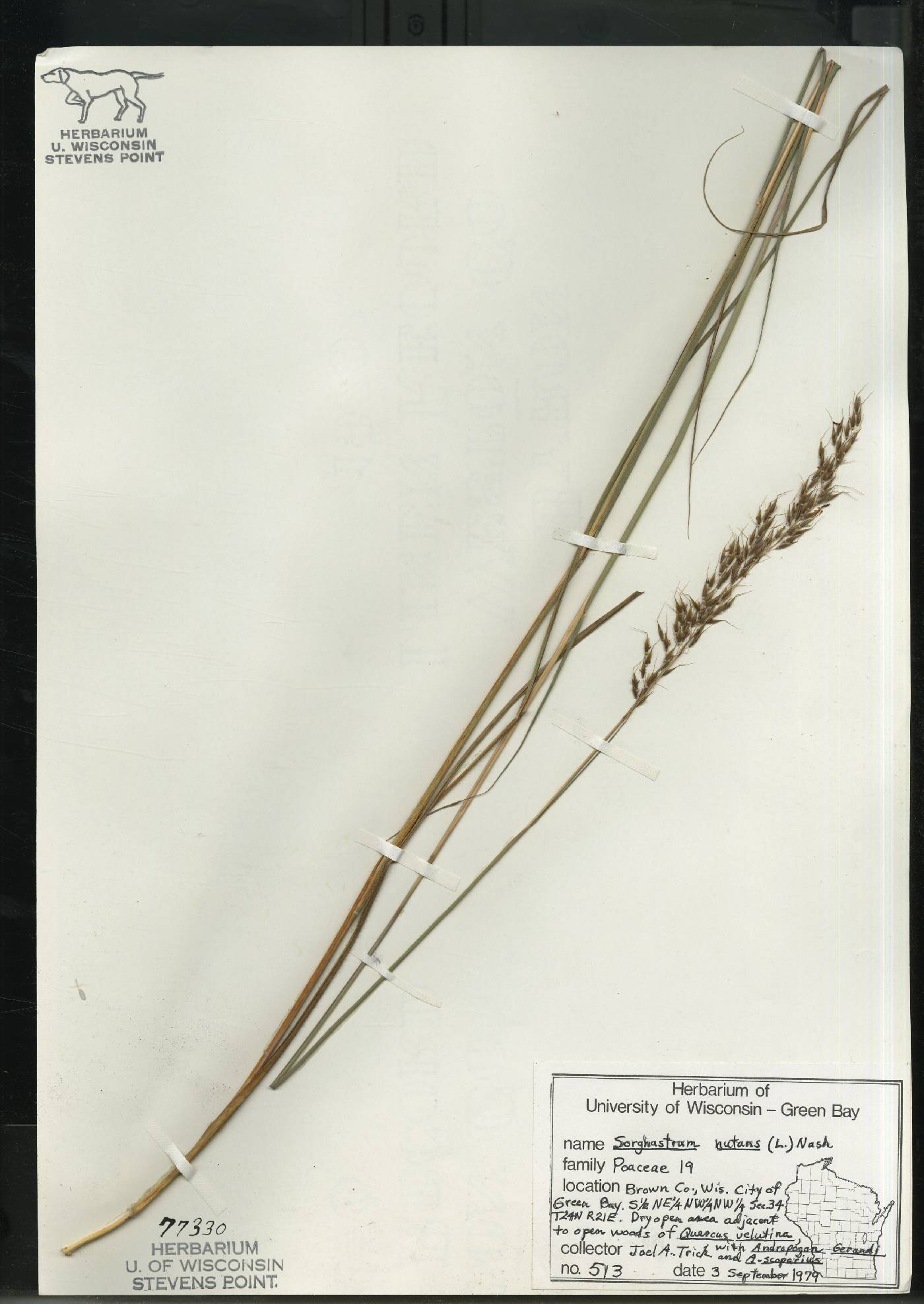 Sorghastrum nutans image