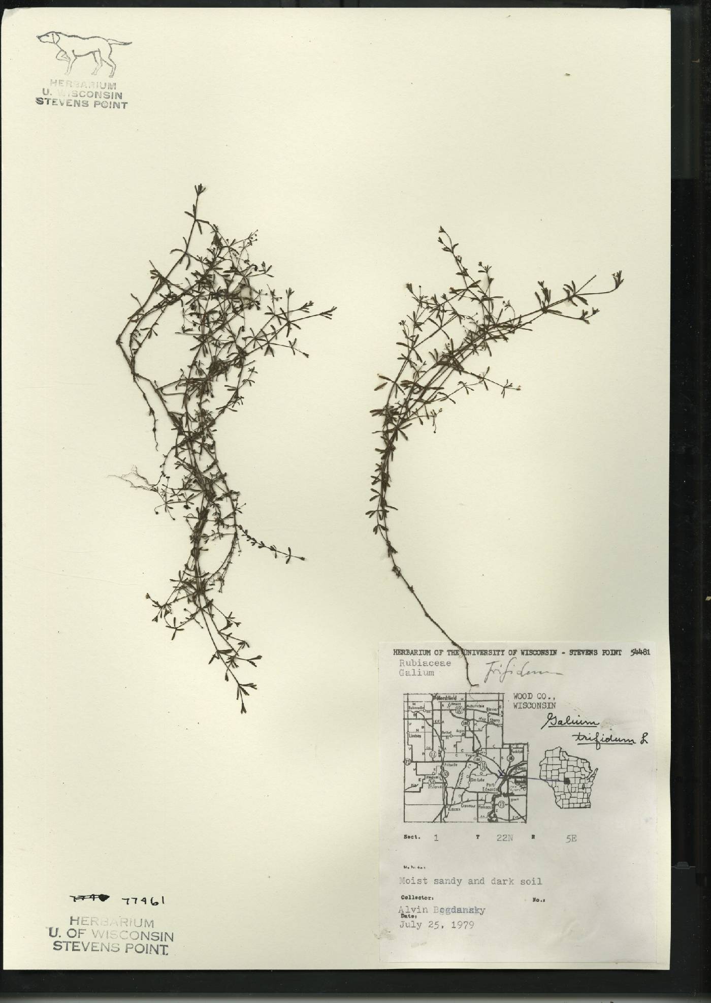 Galium trifidum image