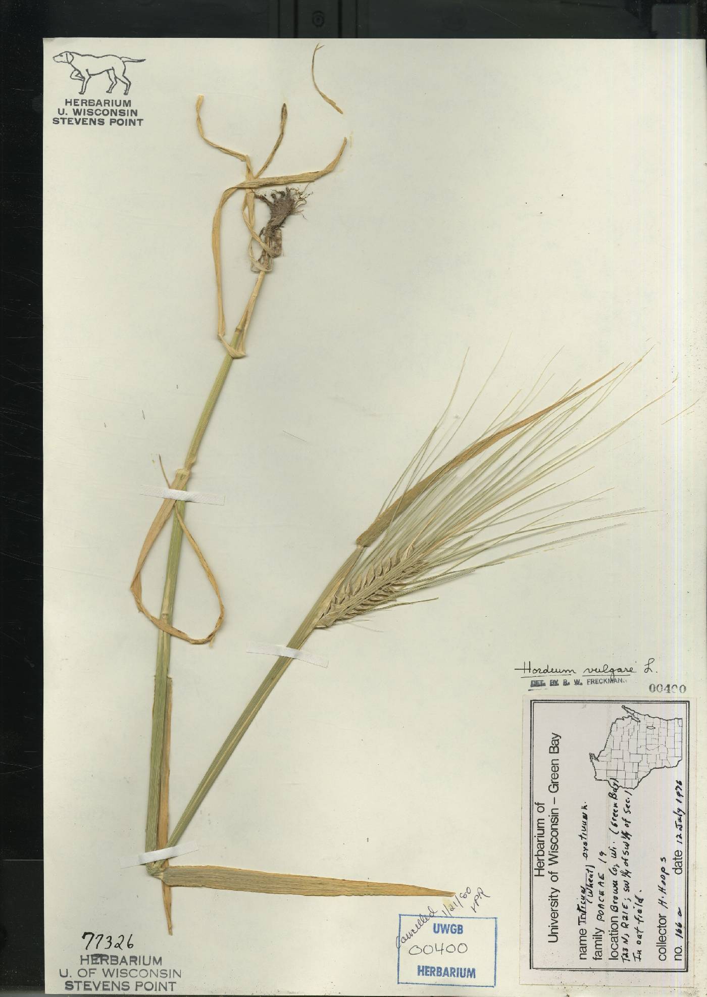 Hordeum vulgare image