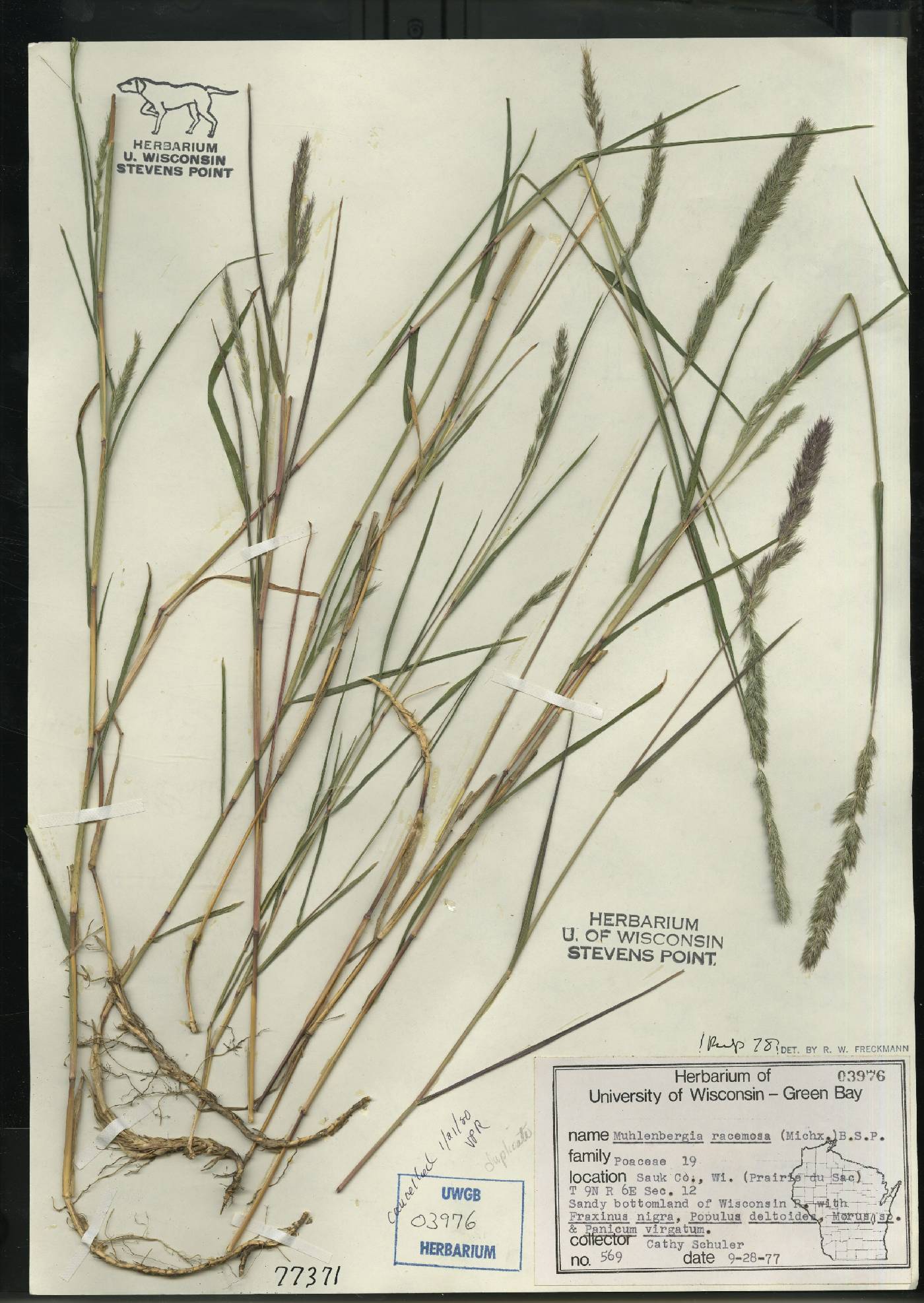 Muhlenbergia racemosa image