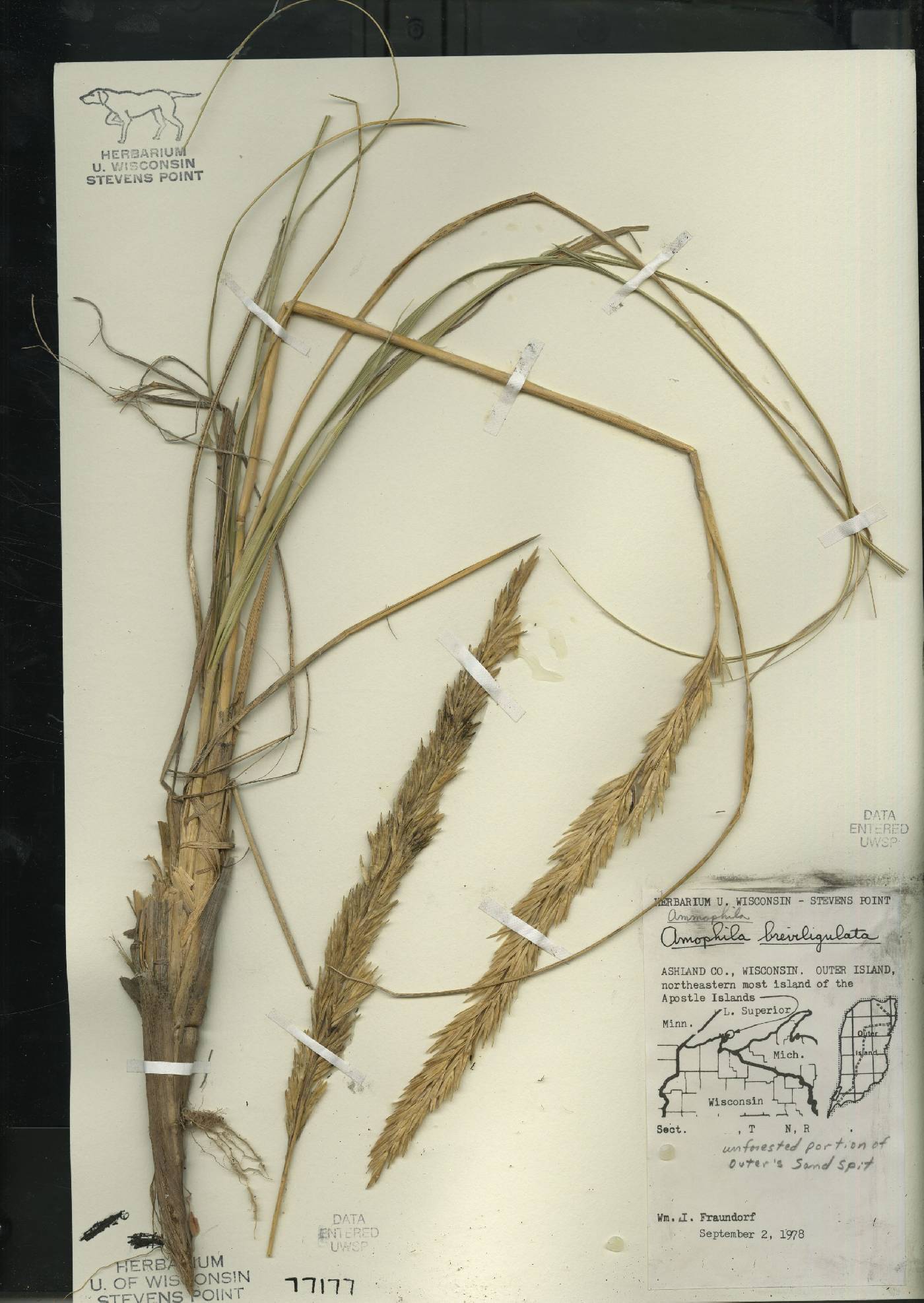 Ammophila breviligulata image