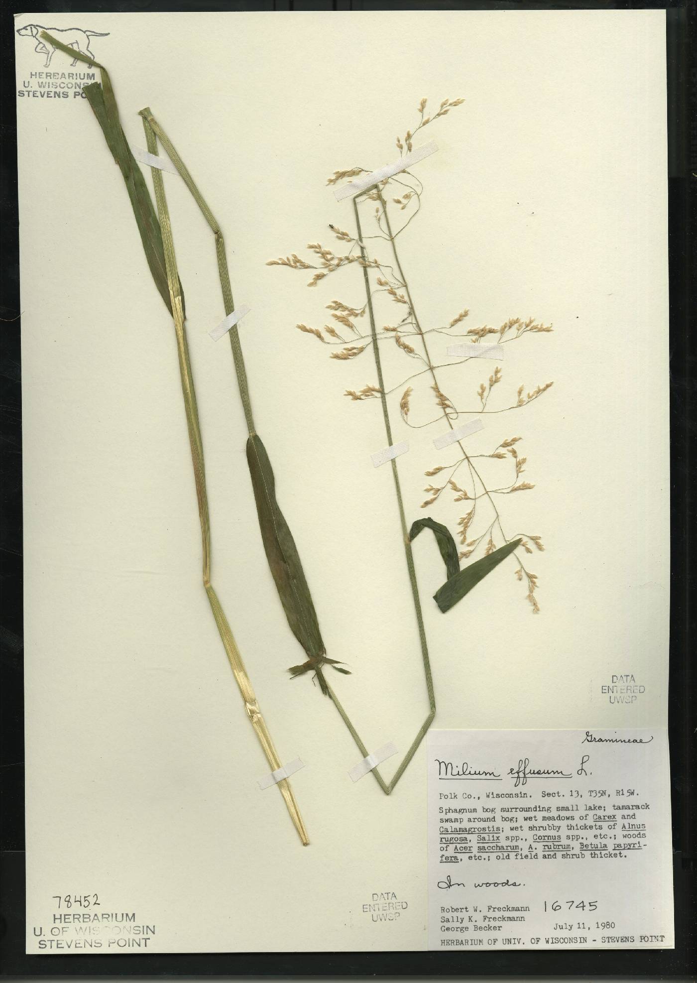Milium effusum image