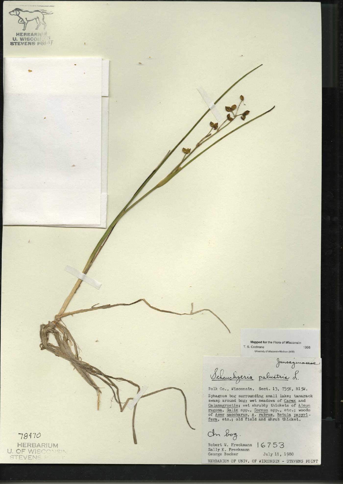 Scheuchzeria palustris image