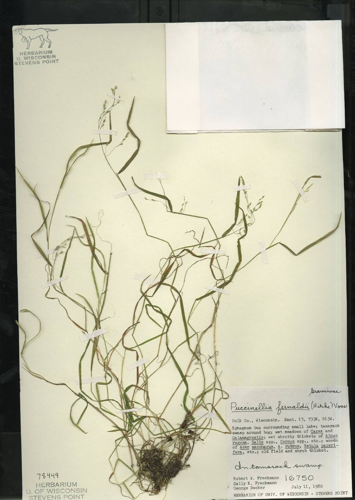 Torreyochloa fernaldii image