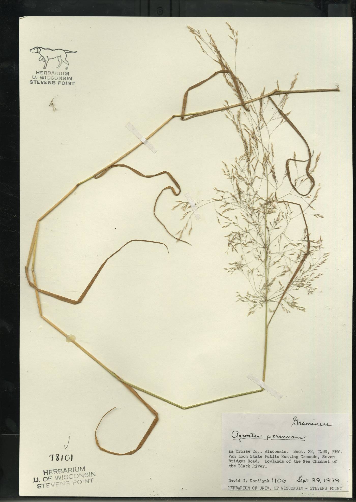 Agrostis perennans var. perennans image