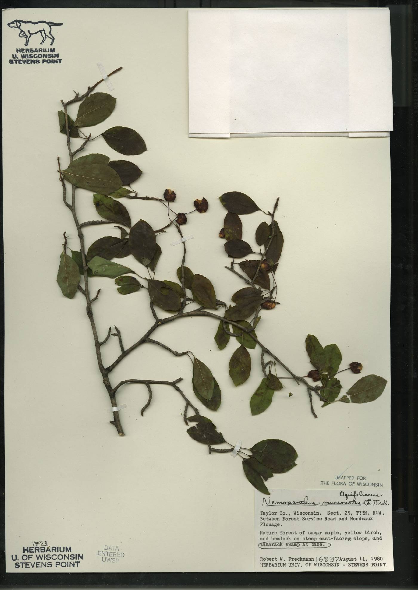 Ilex mucronata image
