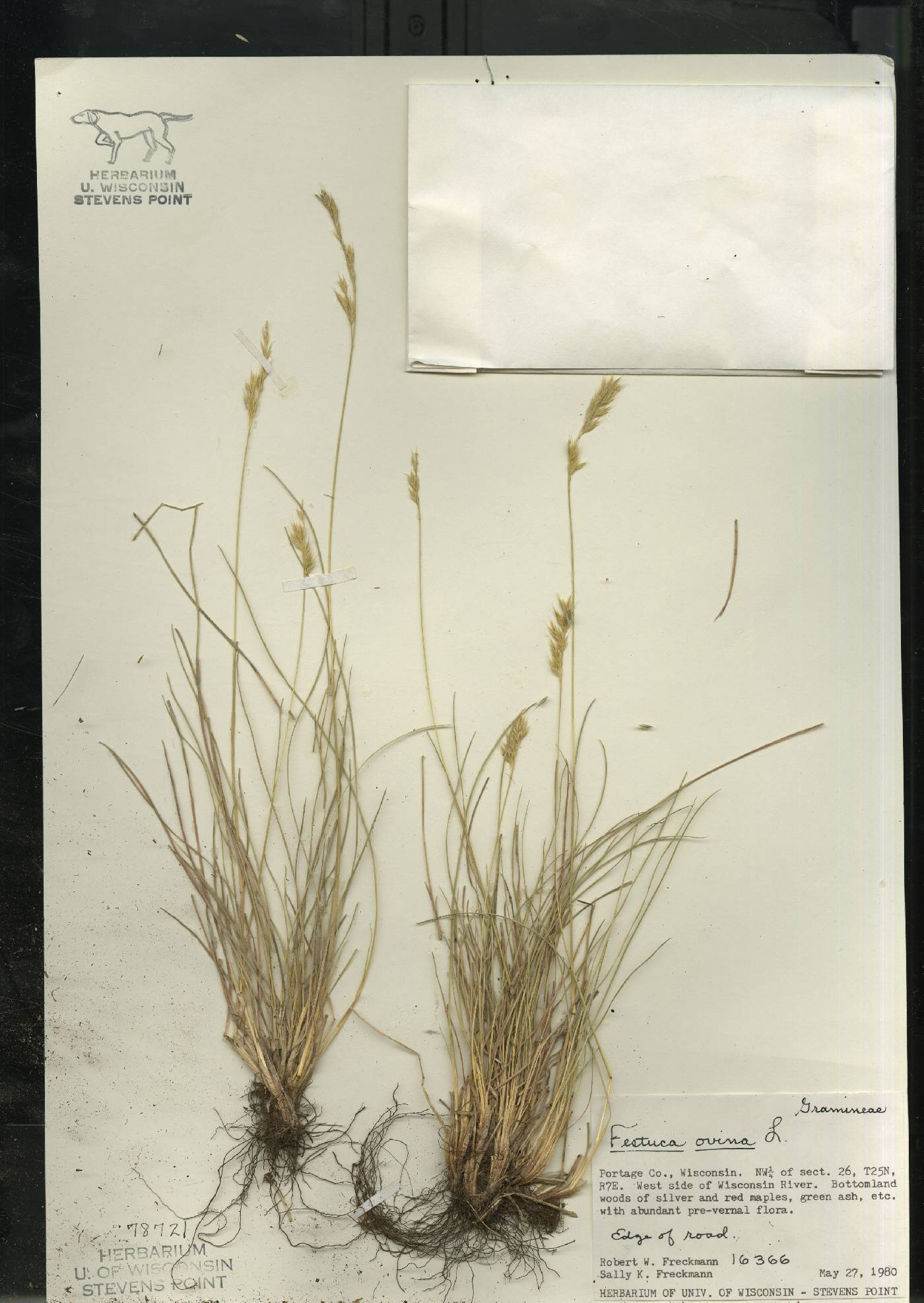 Festuca trachyphylla image