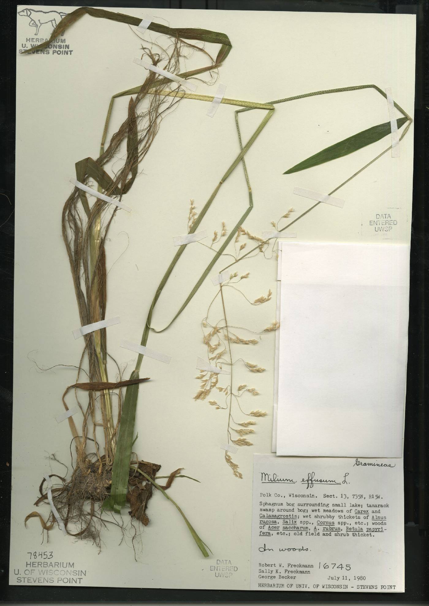 Milium effusum image