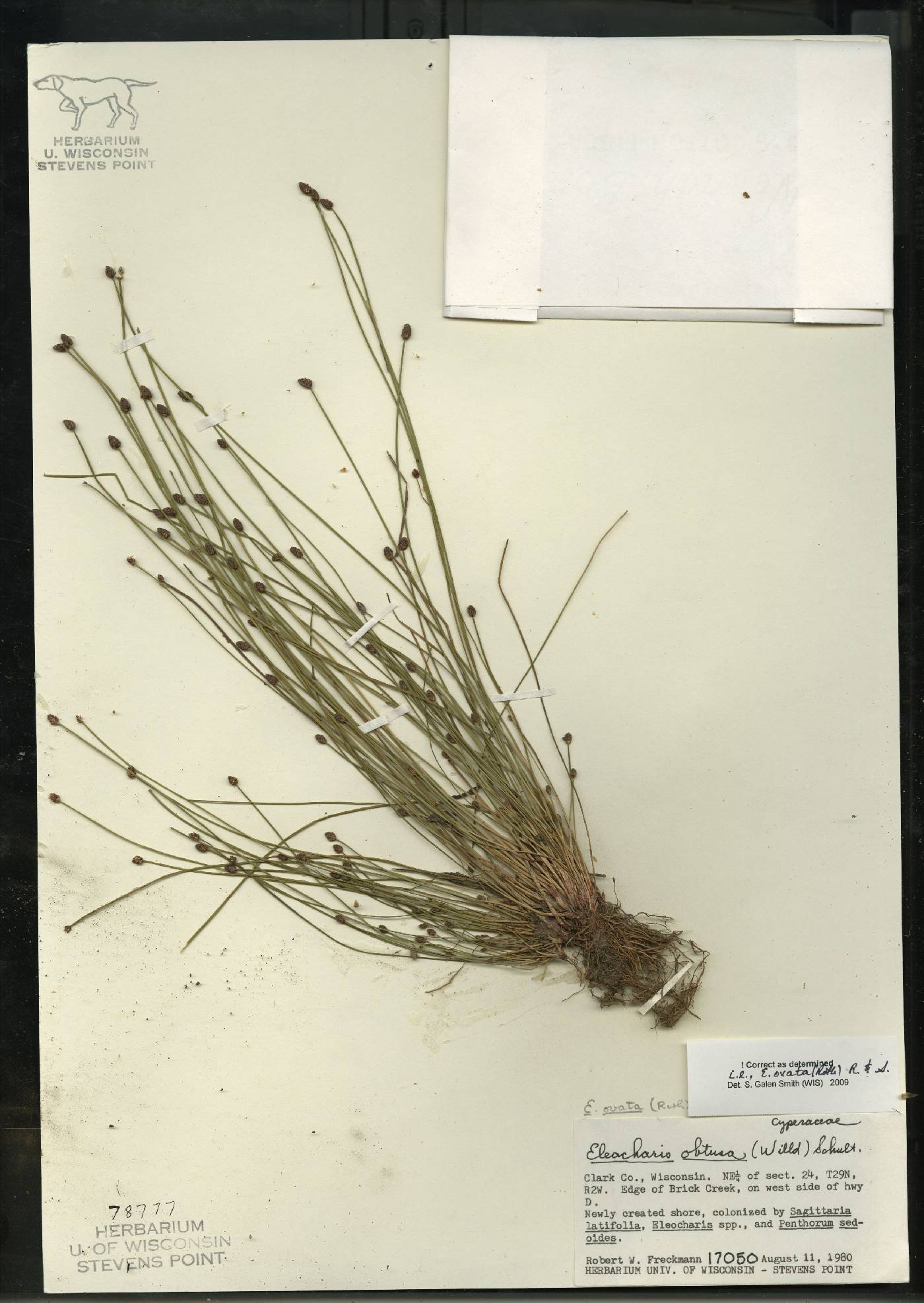 Eleocharis ovata image
