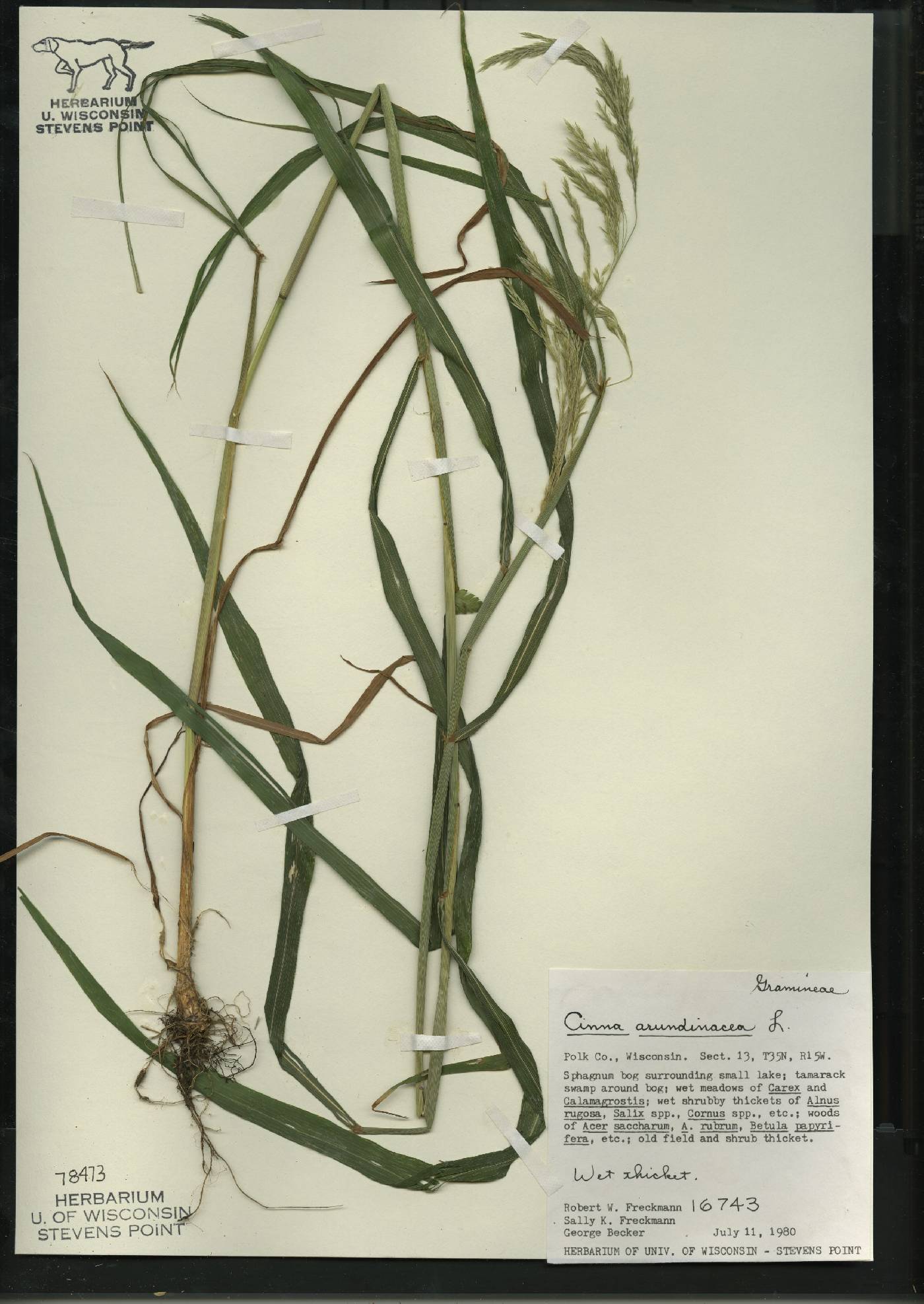 Cinna arundinacea image