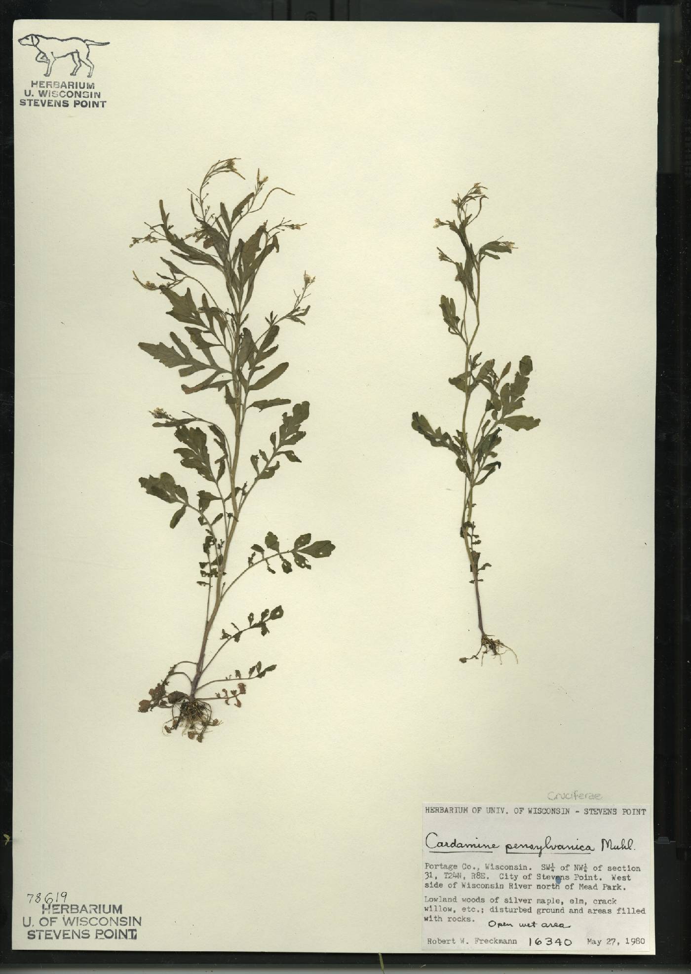 Cardamine pensylvanica image