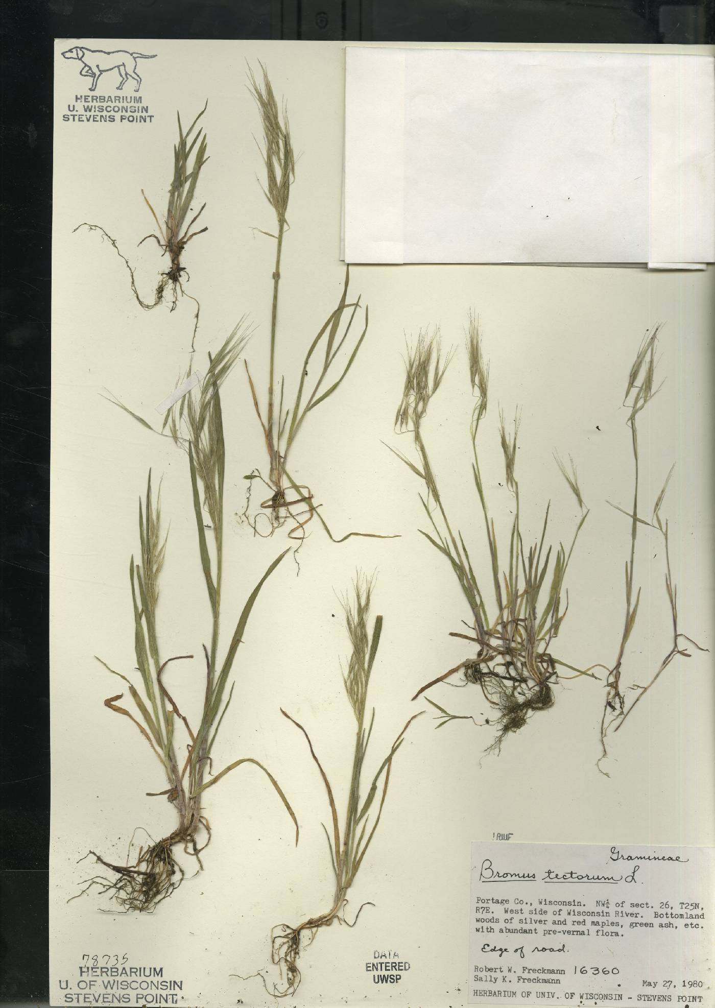 Bromus tectorum image