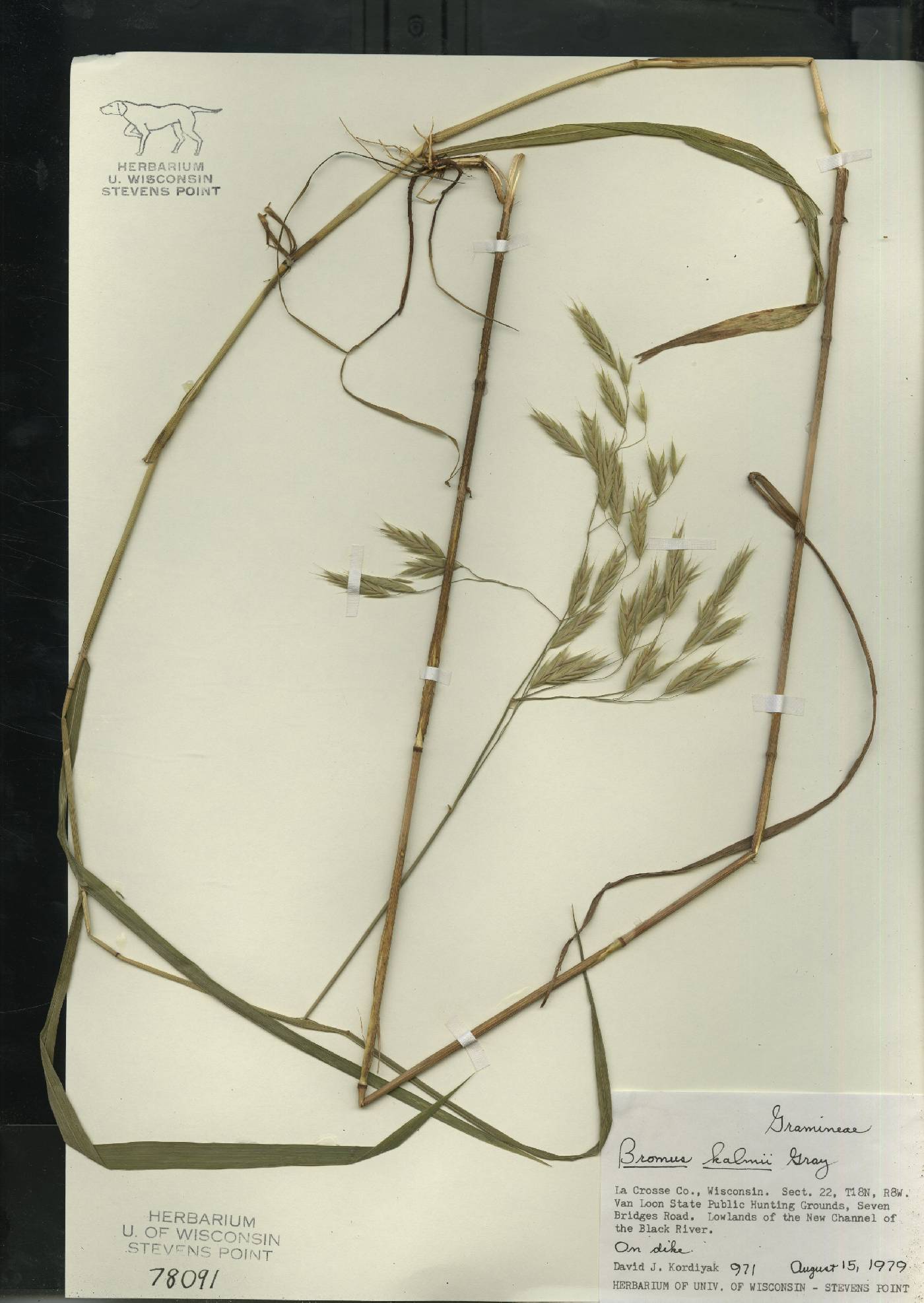 Bromus kalmii image