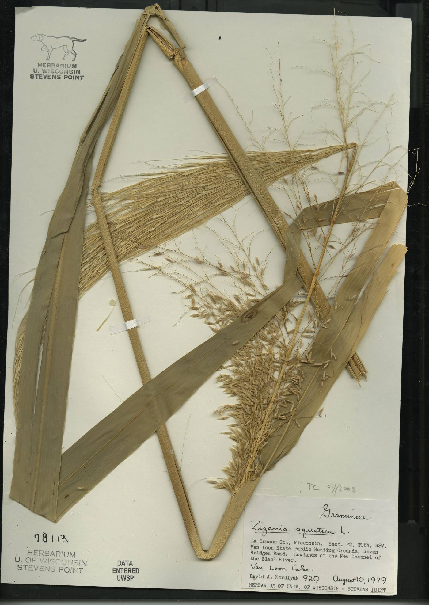 Zizania aquatica image