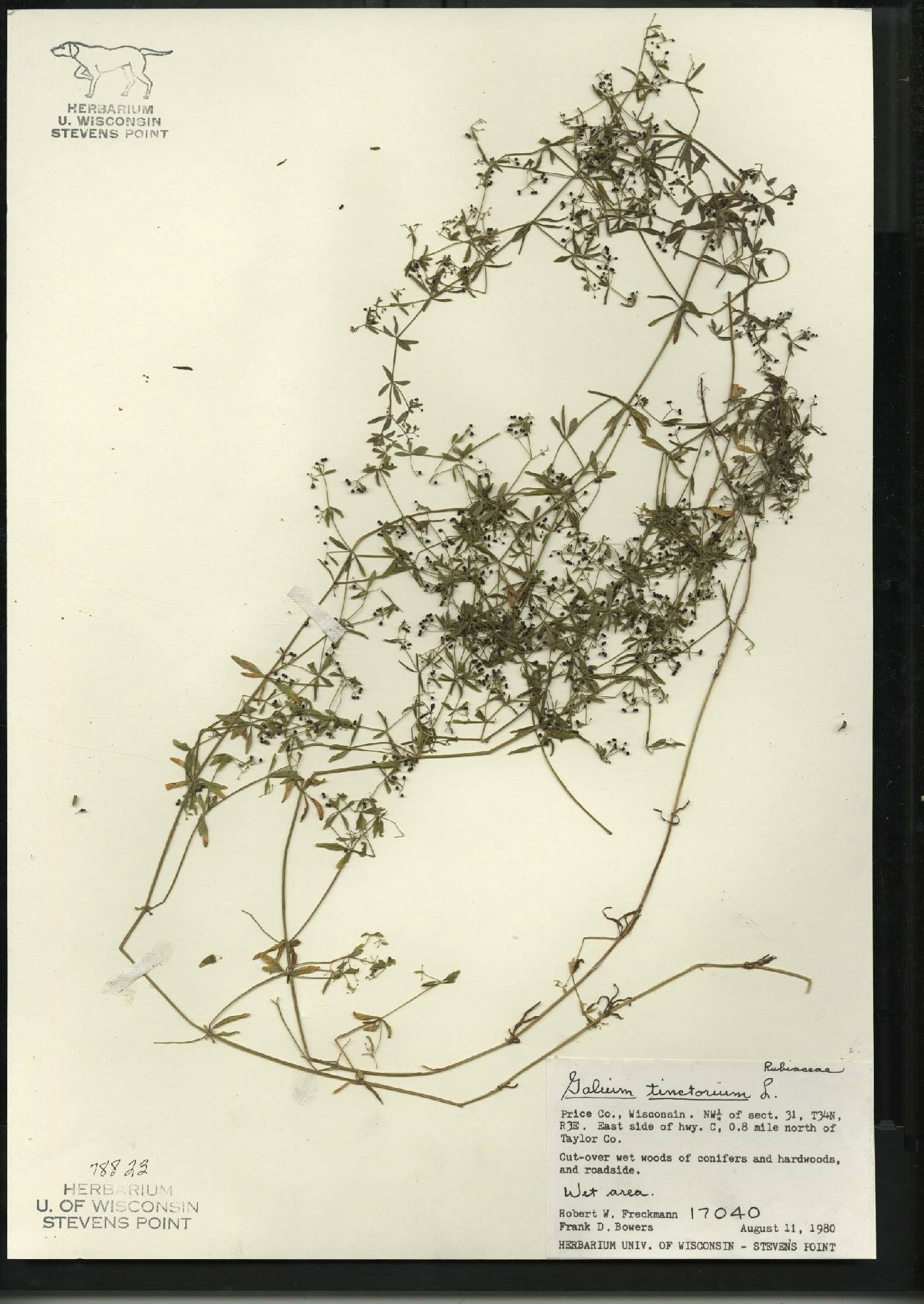 Galium tinctorium image