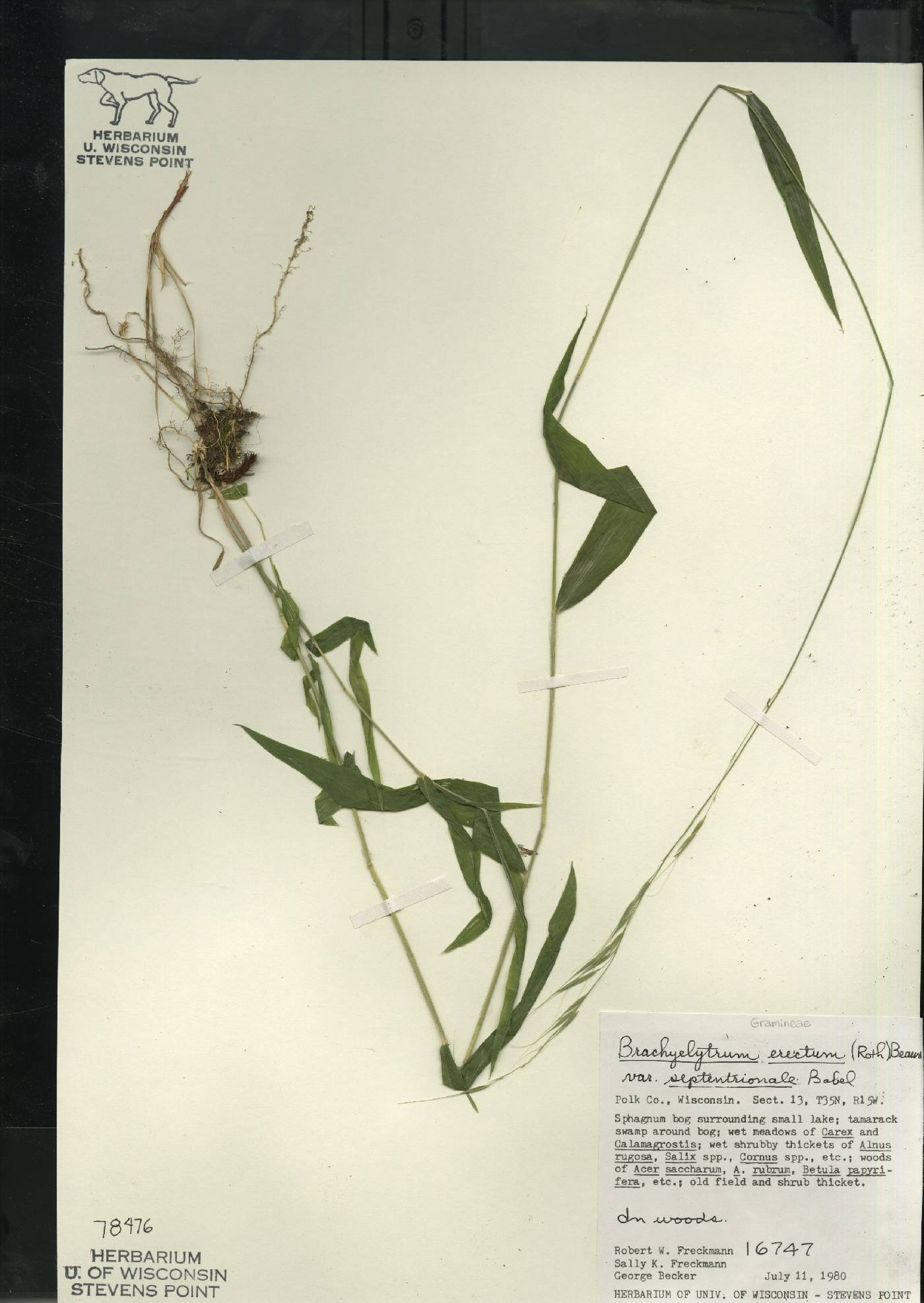 Brachyelytrum aristosum image