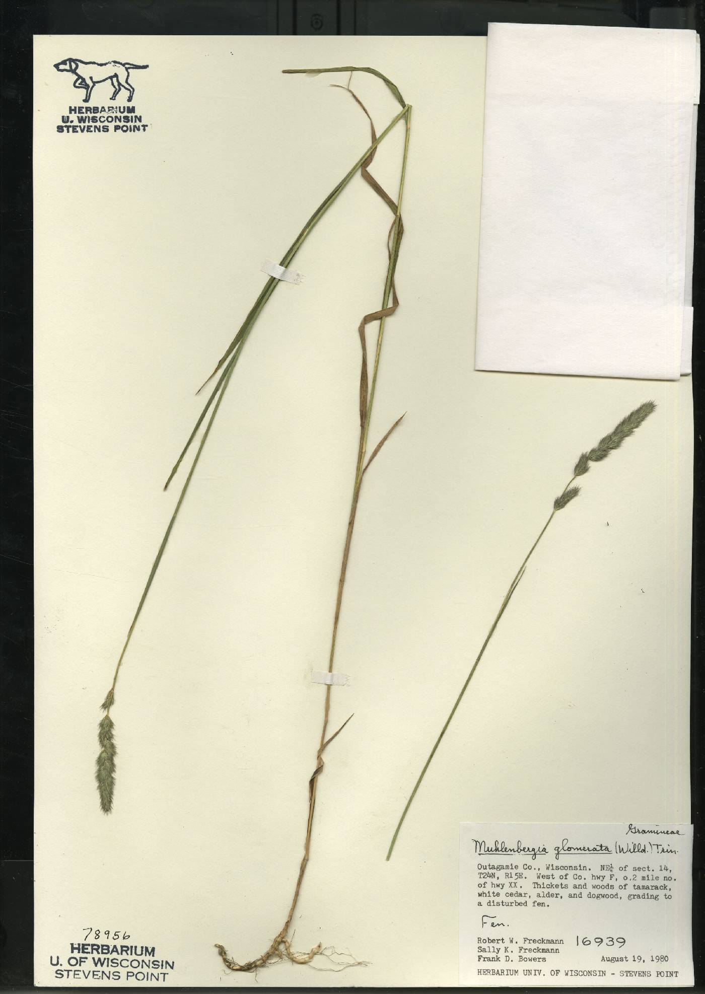 Muhlenbergia glomerata image