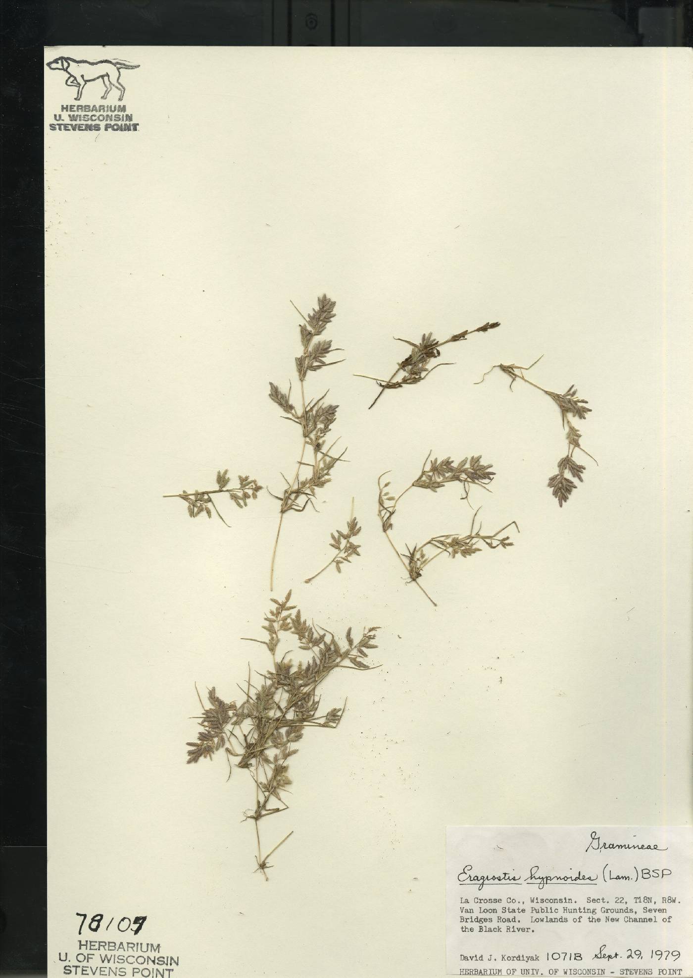 Eragrostis hypnoides image