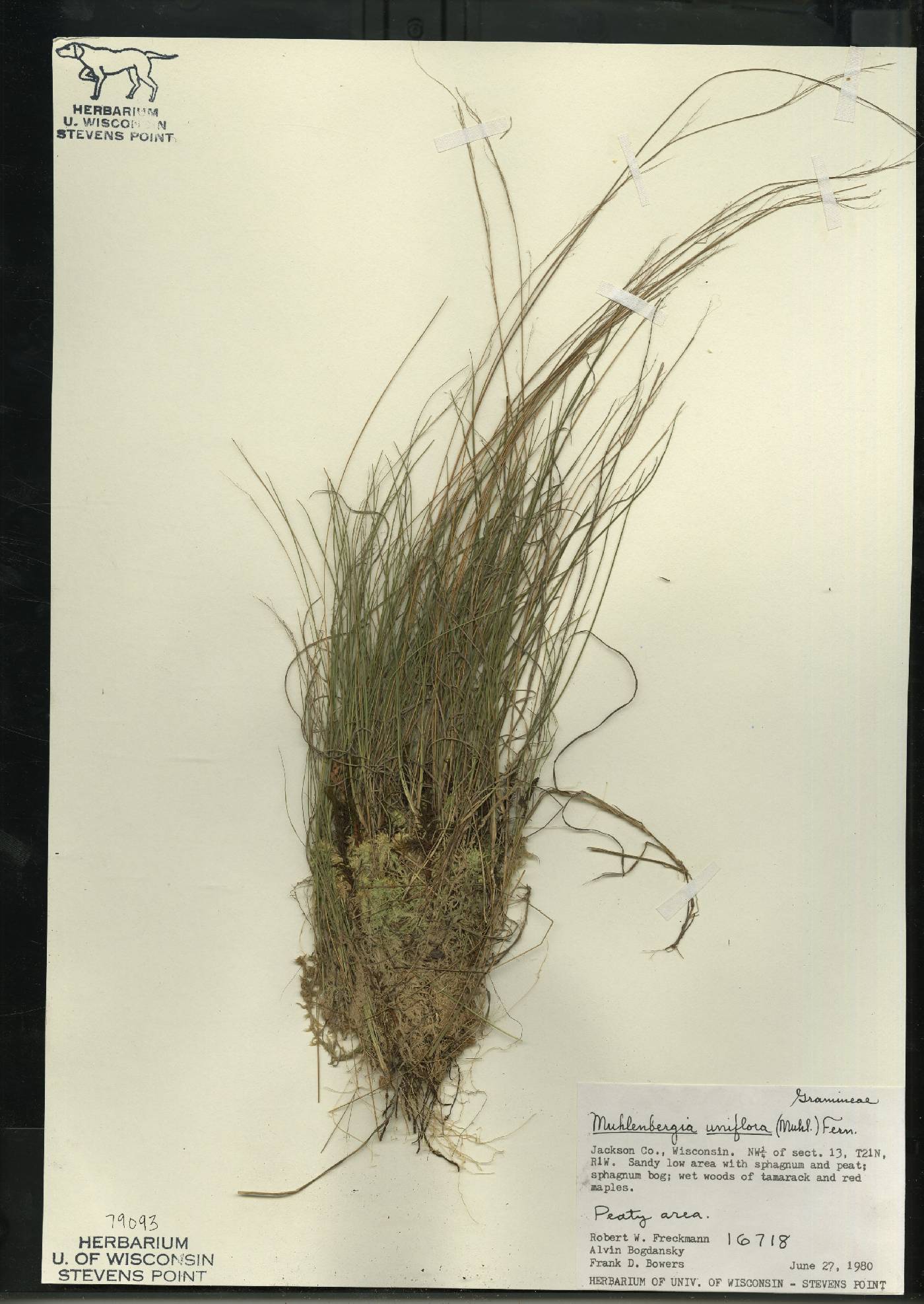 Muhlenbergia uniflora image