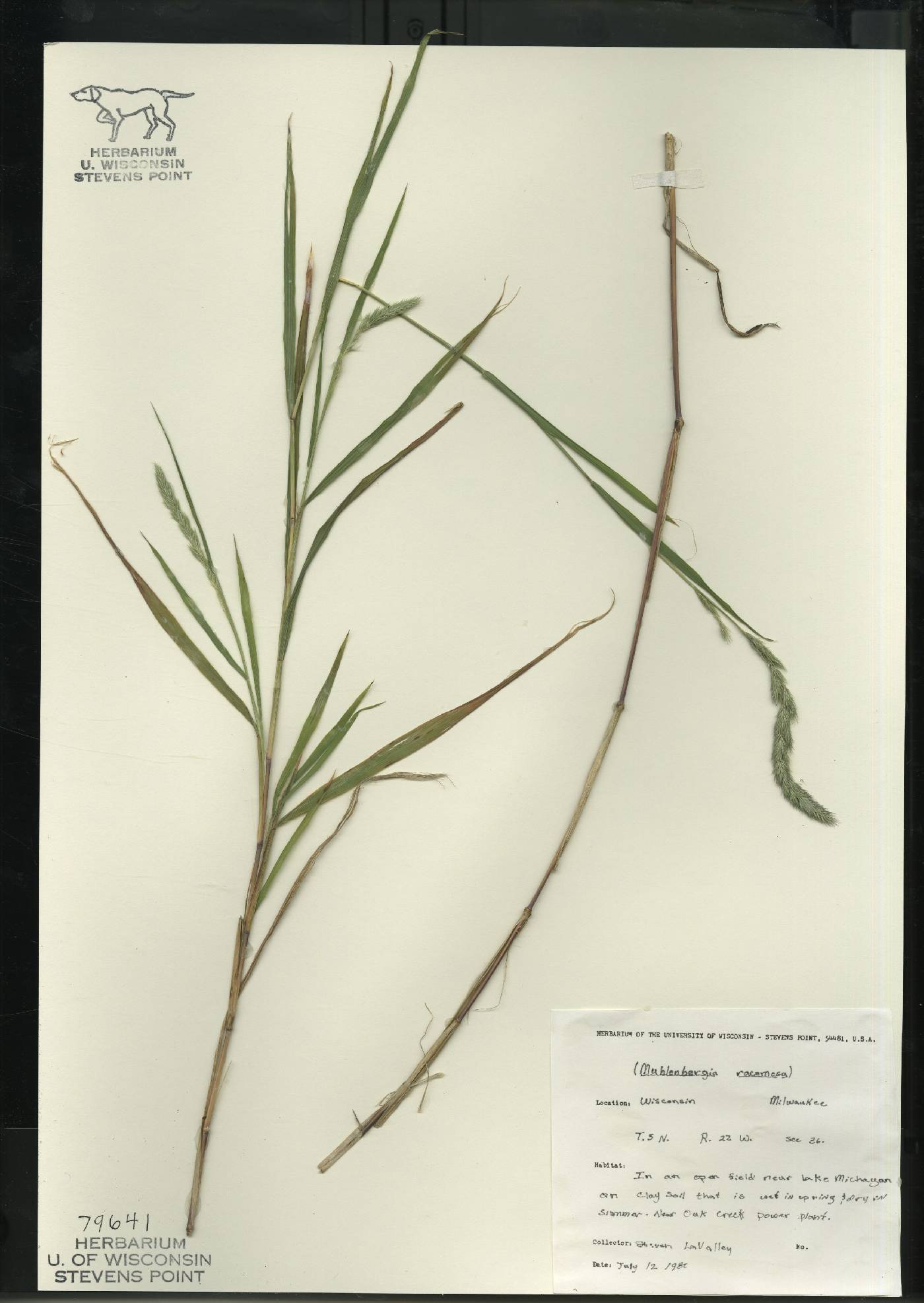 Muhlenbergia racemosa image