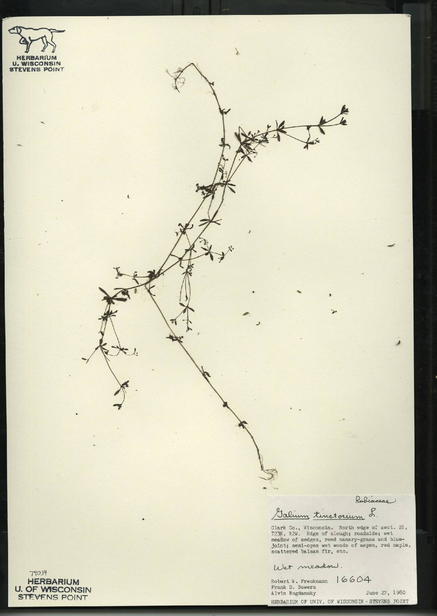 Galium tinctorium image