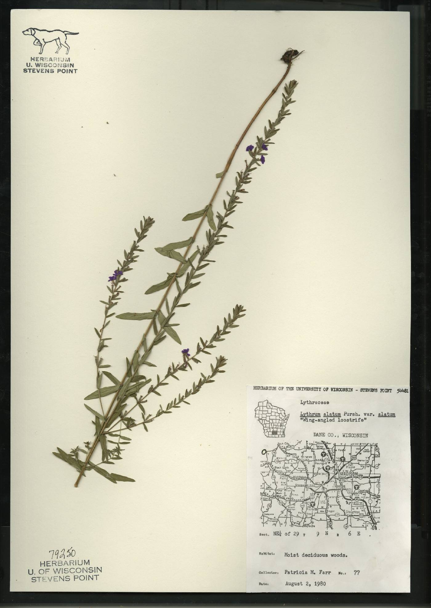 Lythrum alatum var. alatum image